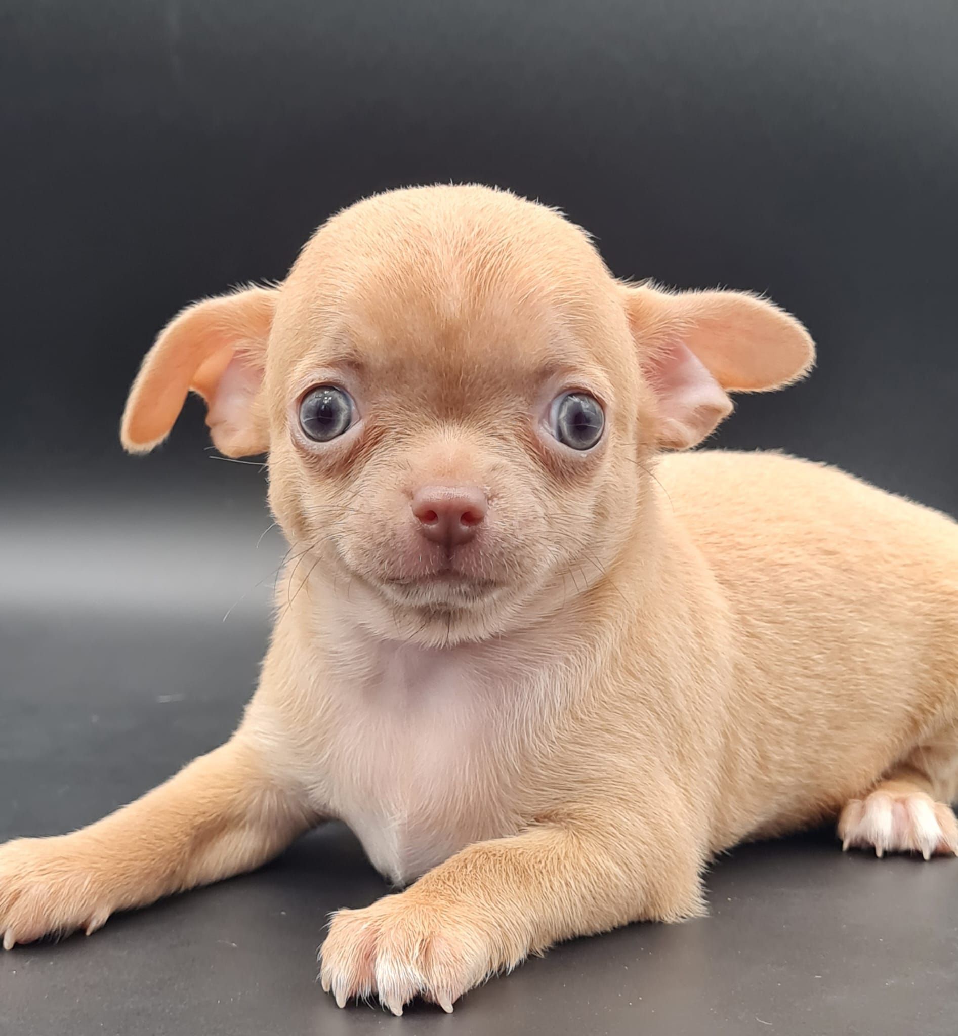 Chiot chihuahua femelle