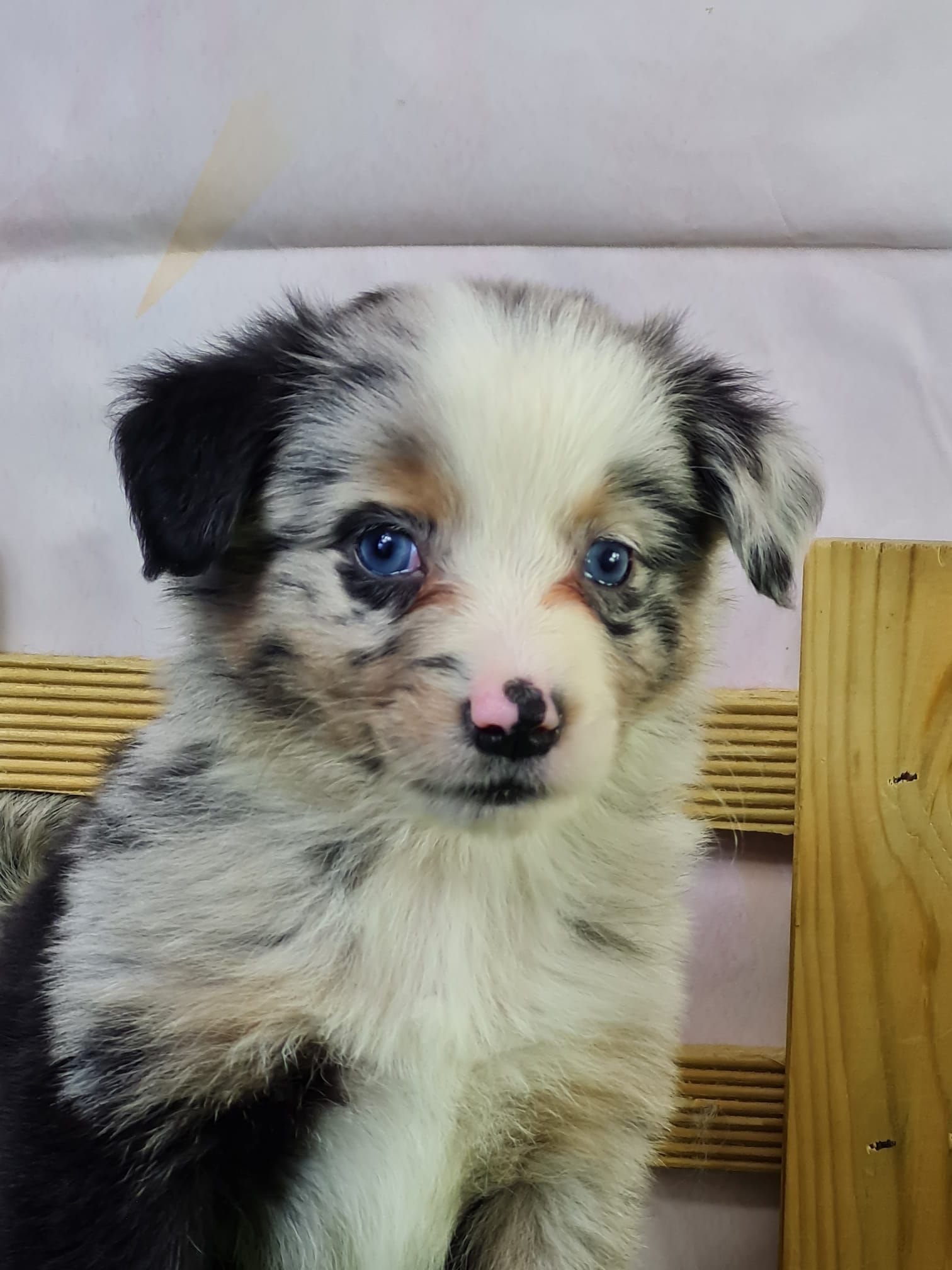 portrait chiot berger américain bleu merle