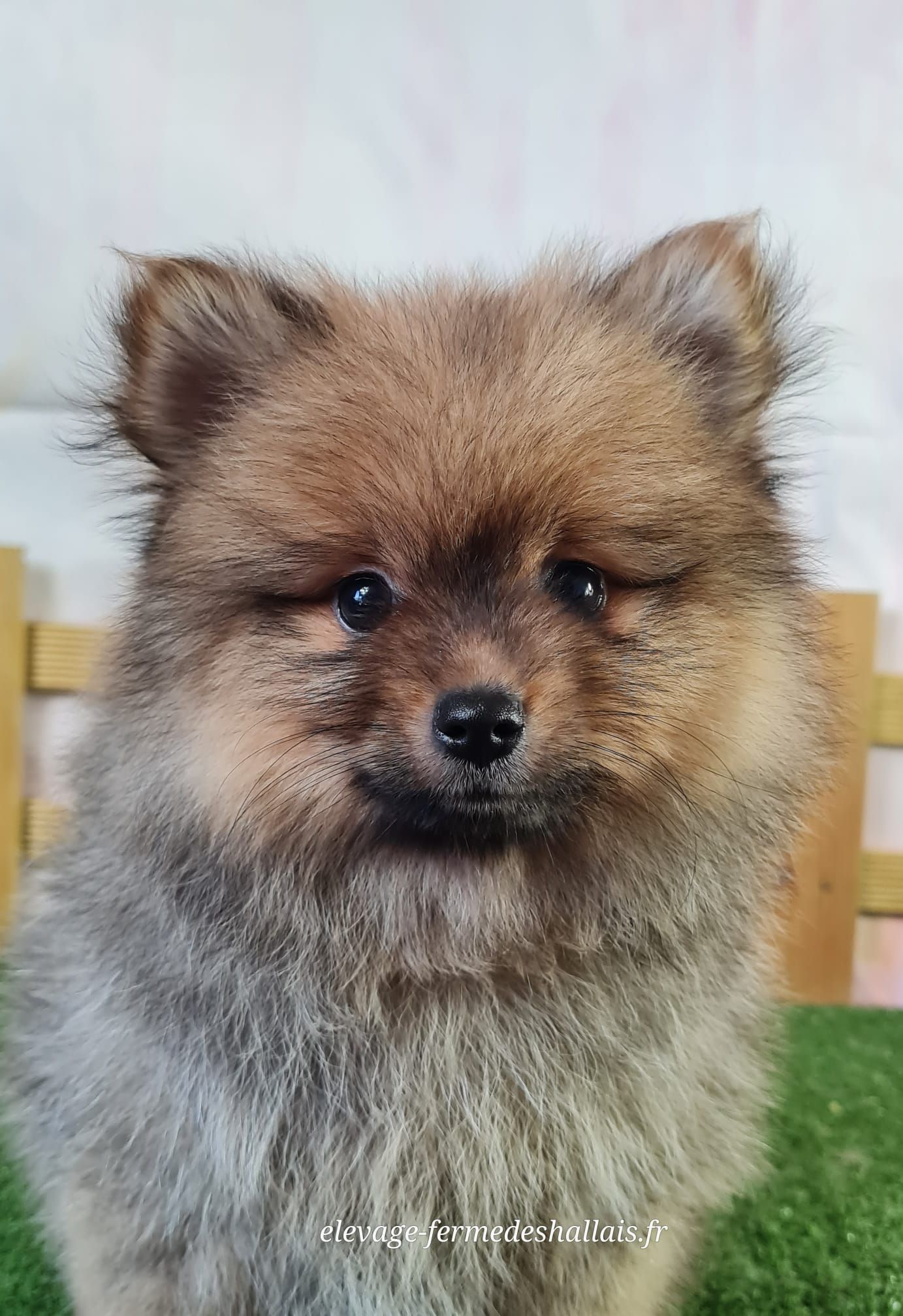 Chiot femelle spitz nain