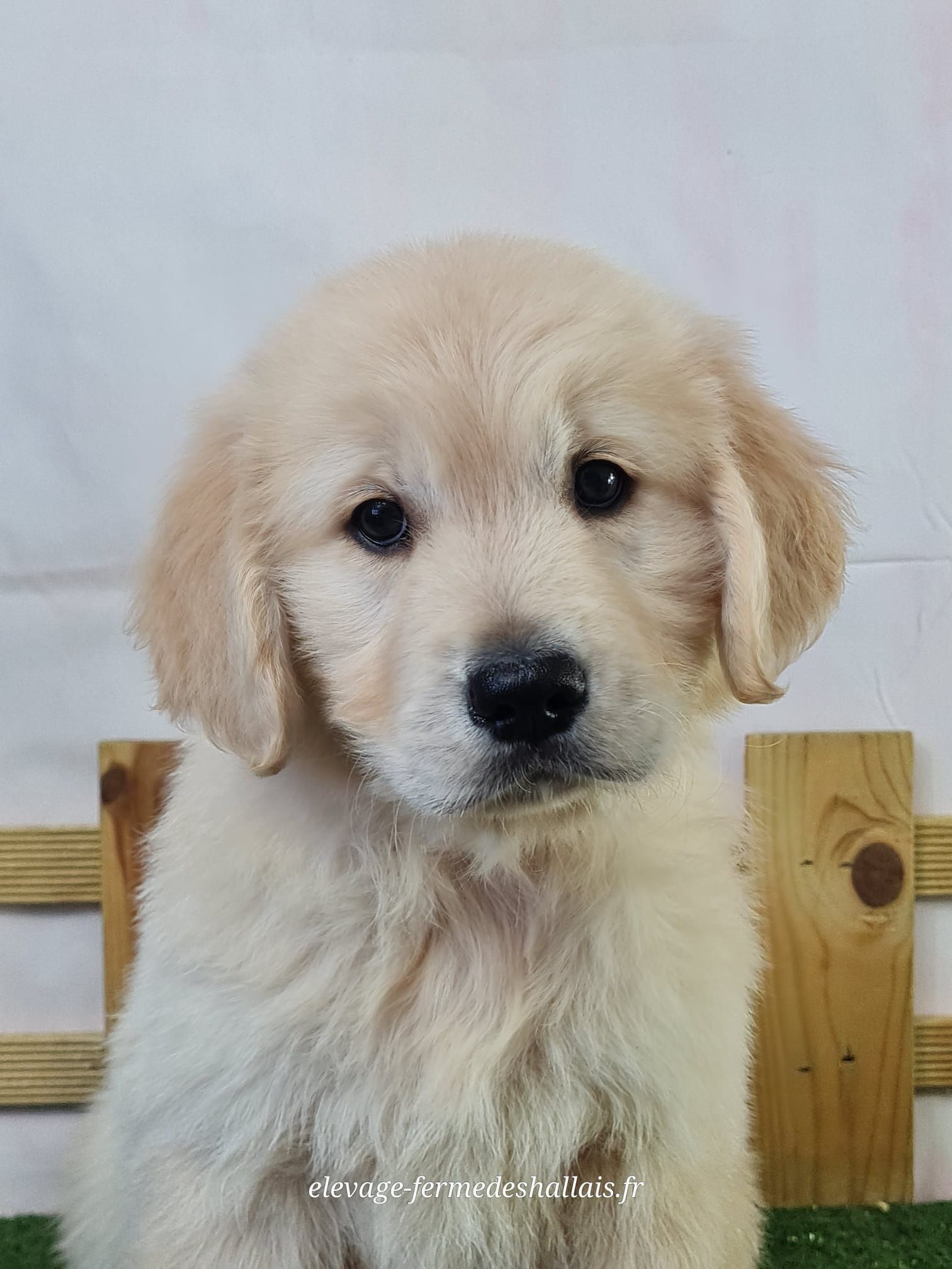 Chiot golden retriever femelle