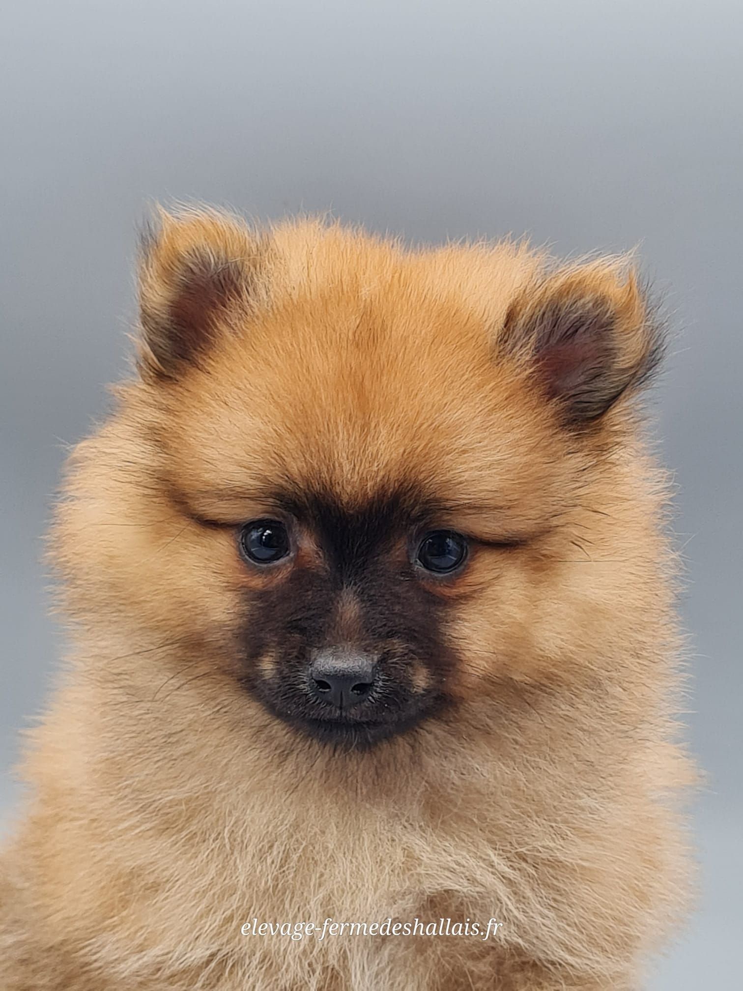Chiot spitz allemand nain femelle