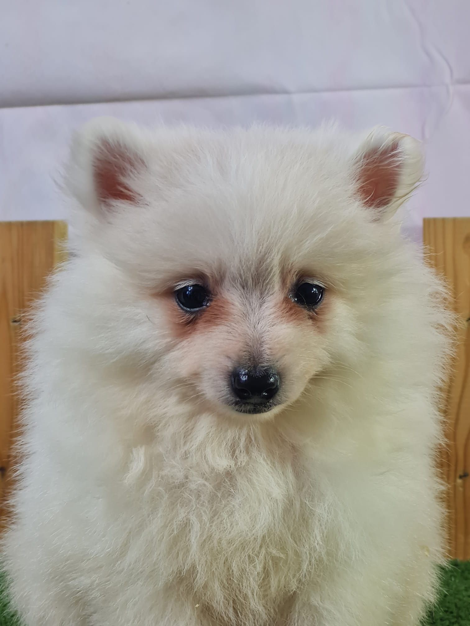 Chiot spitz volpino femelle