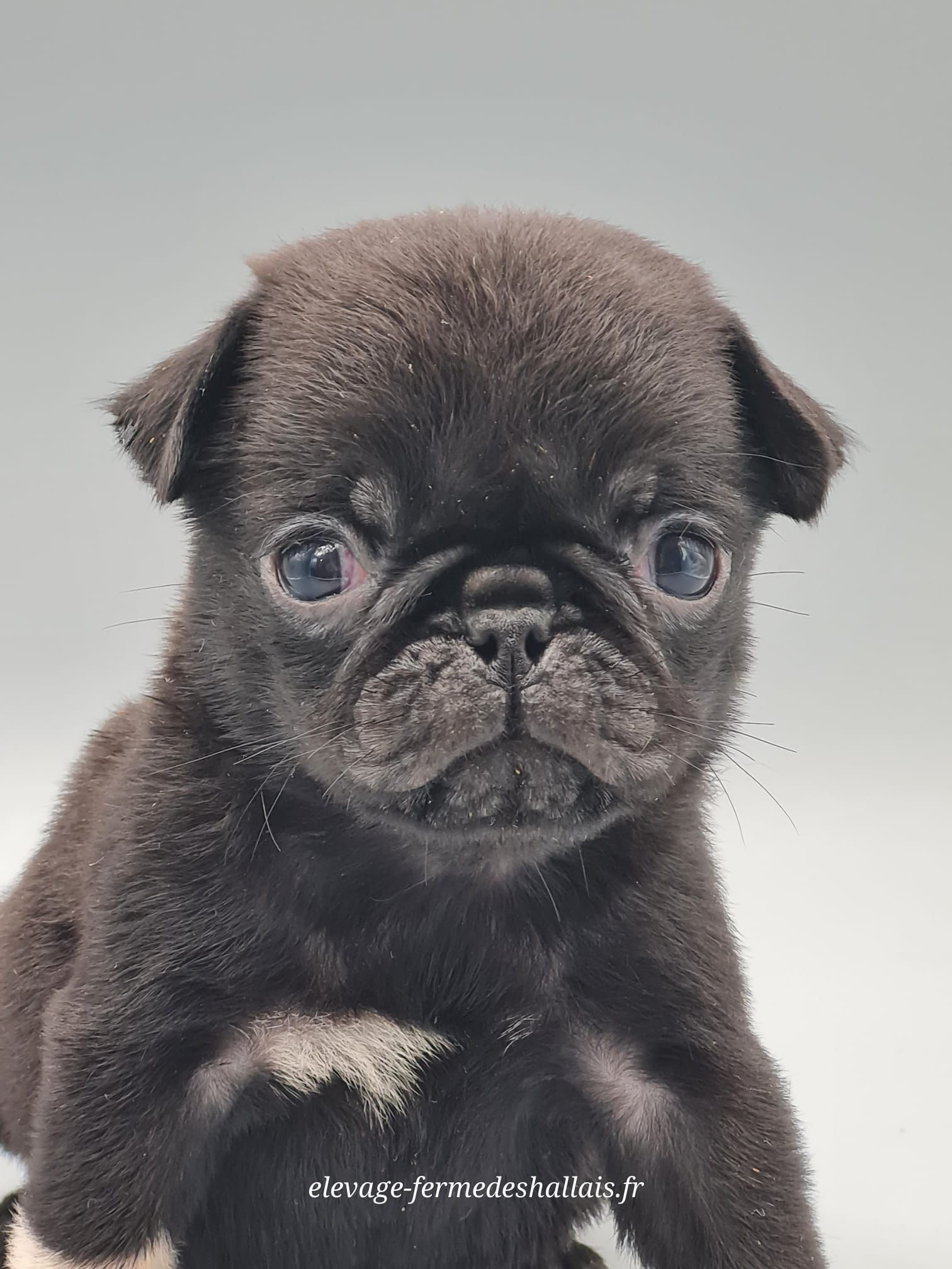 Chiot carlin femelle