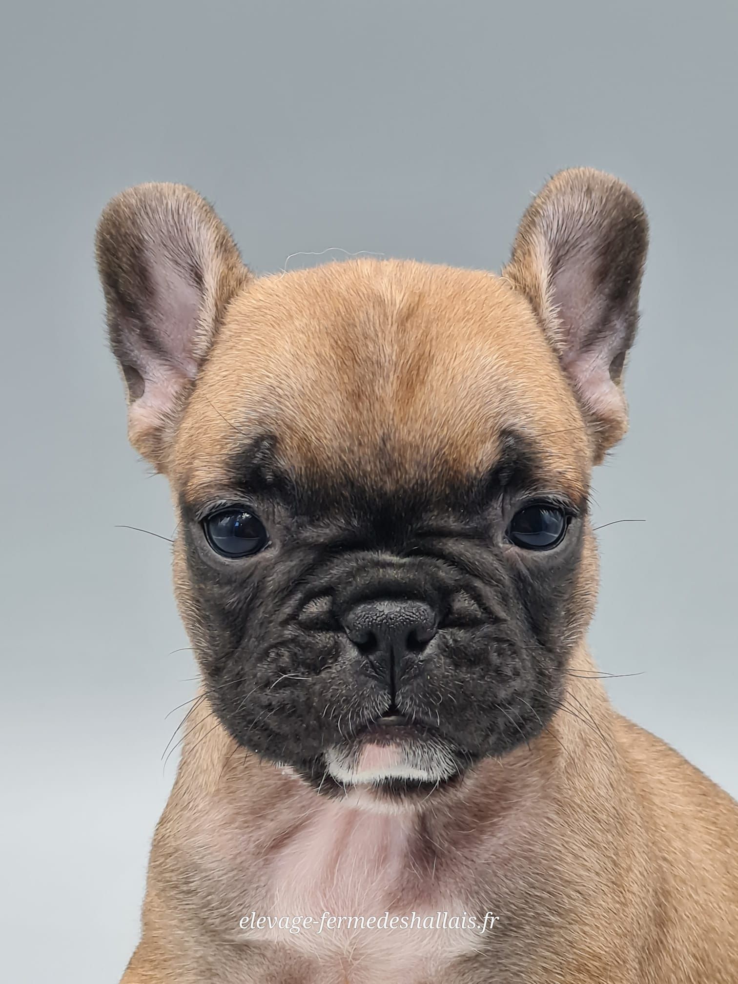 Chiot bouledogue français femelle