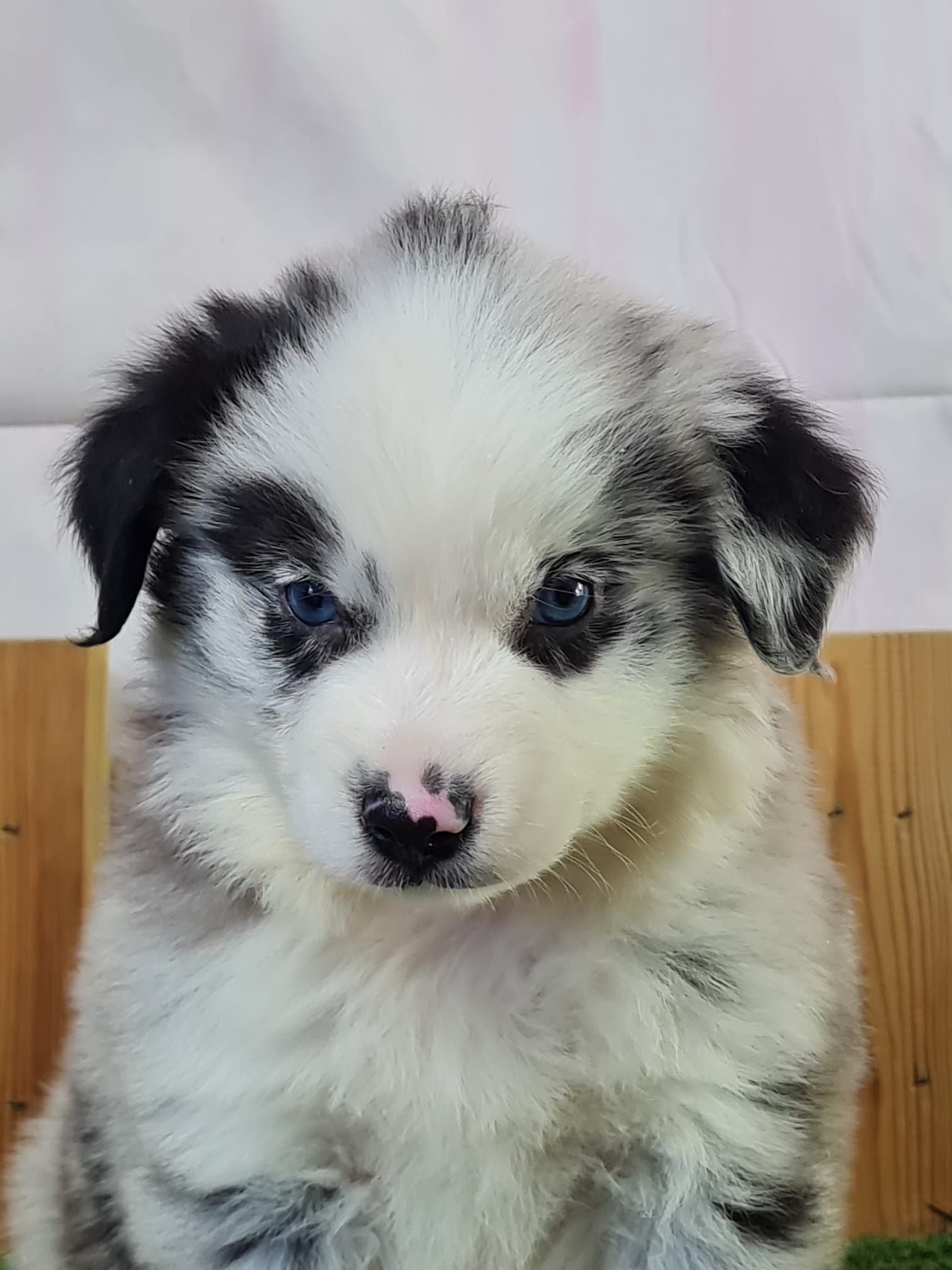 Chiot berger américain miniature femelle bleu merle