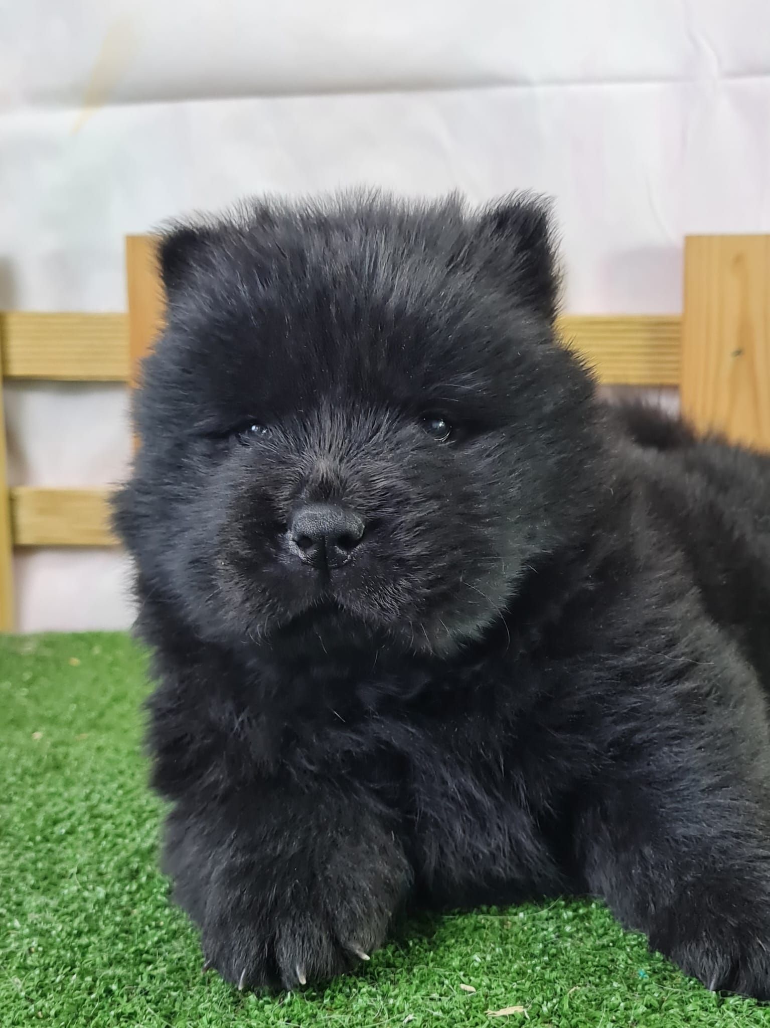 Chiot chow chow femelle noir