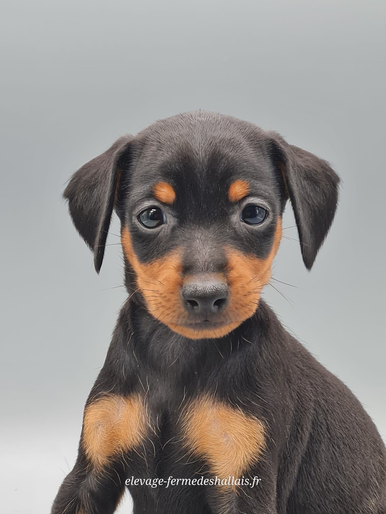 Chiot pinscher nain femelle