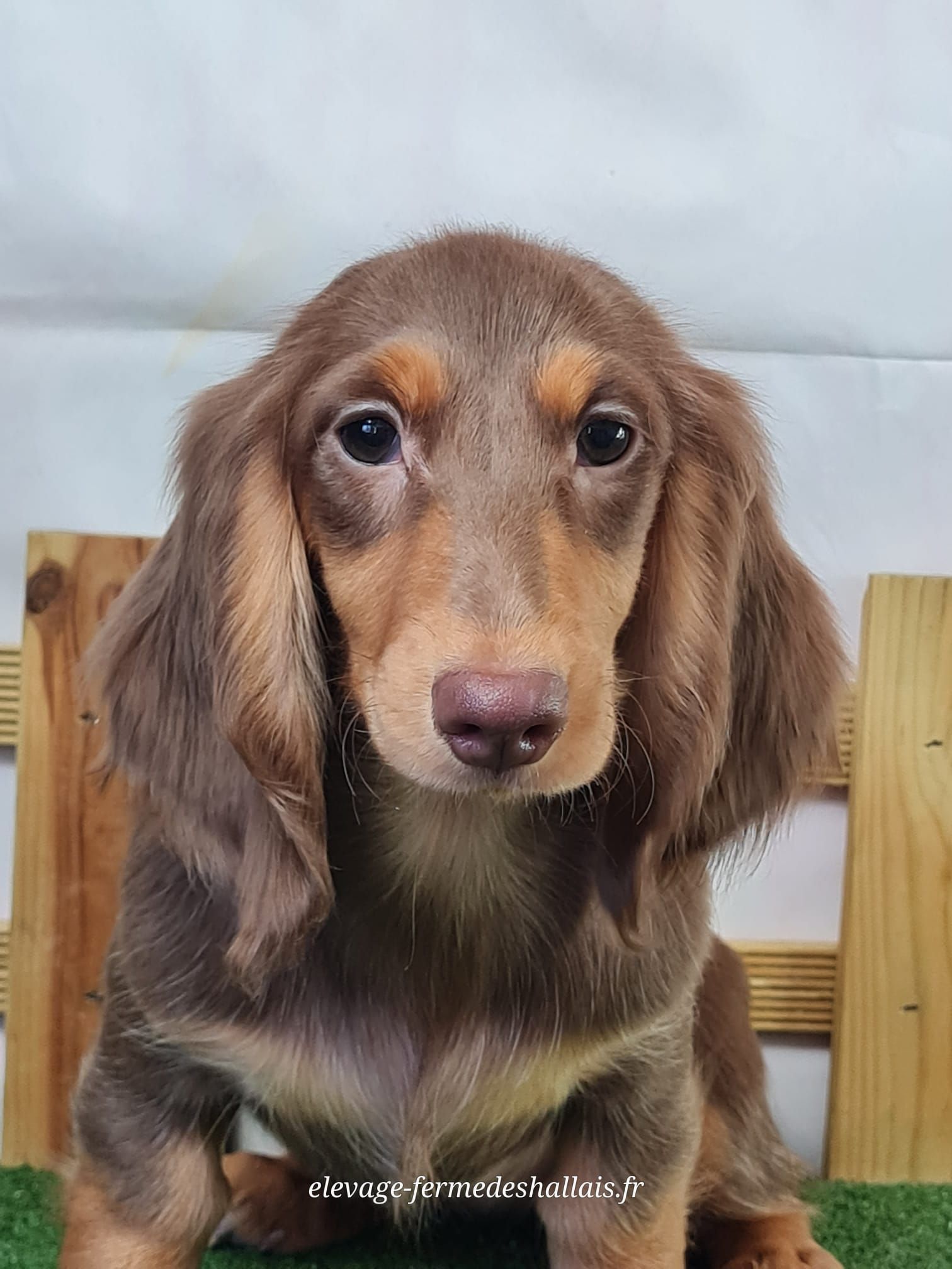 Chiot teckel poil long femelle chocolat et feu