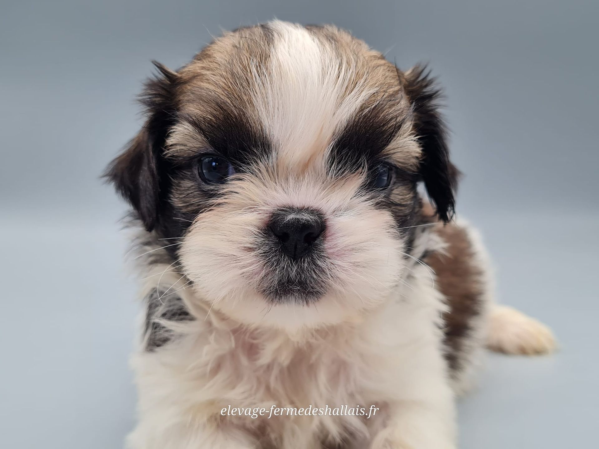 Chiot shih tzu femelle
