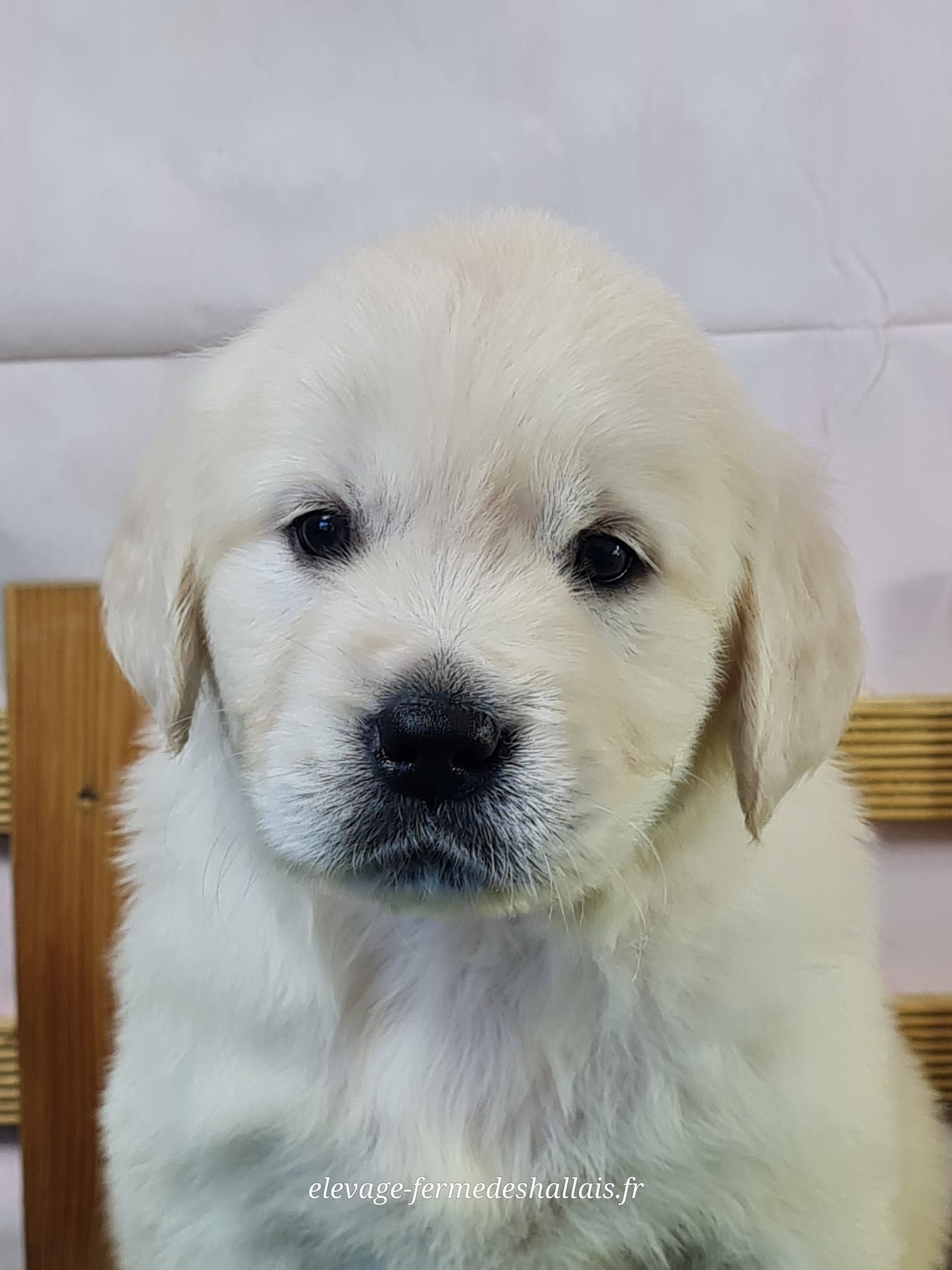 Chiot golden retriever femelle