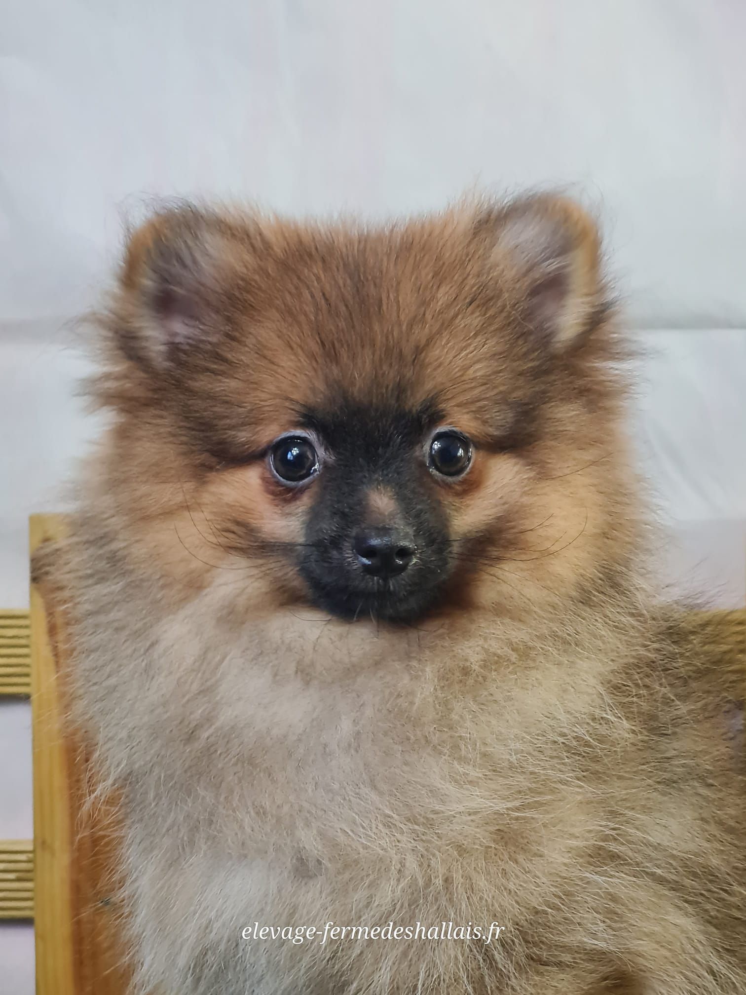 Chiot spitz nain femelle