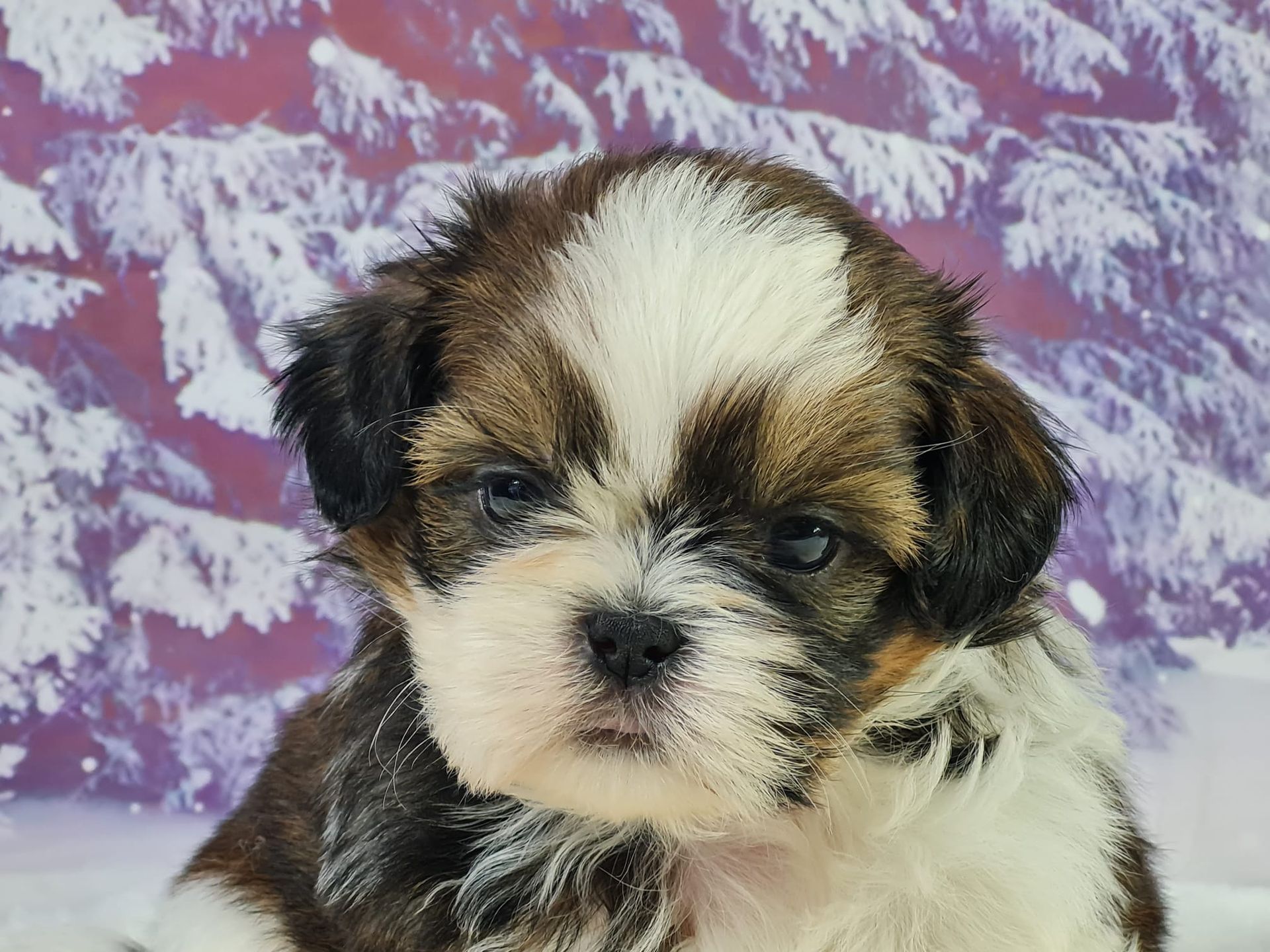Chiot shih tzu tricolore femelle