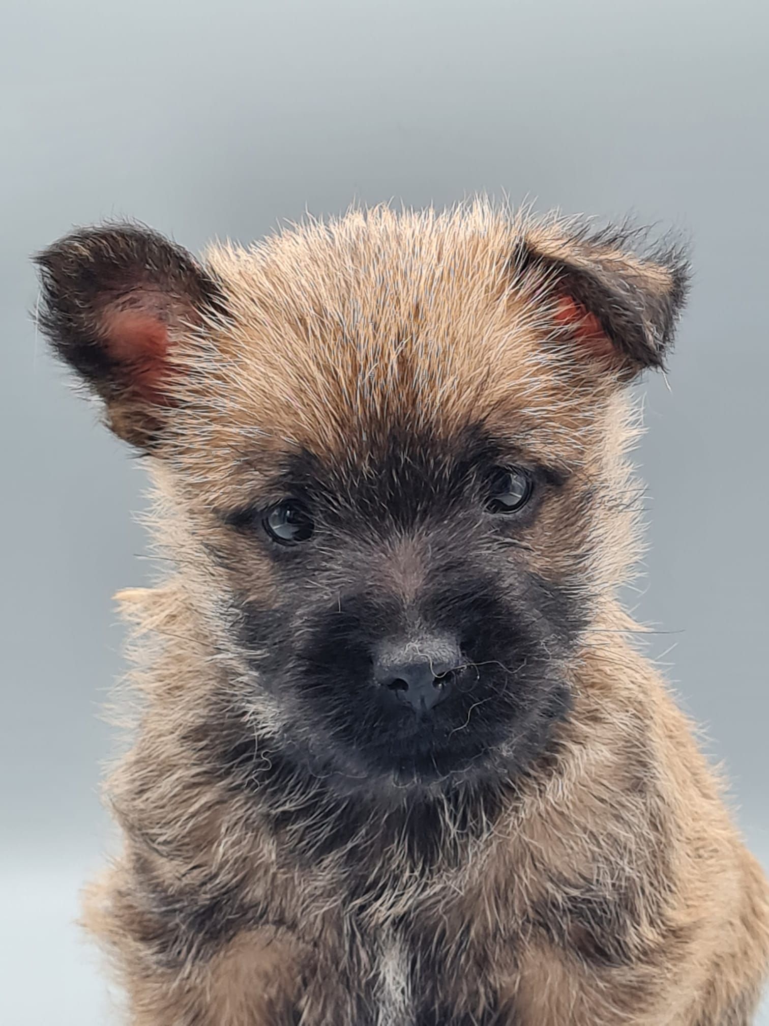 Chiot cairn terrier femelle