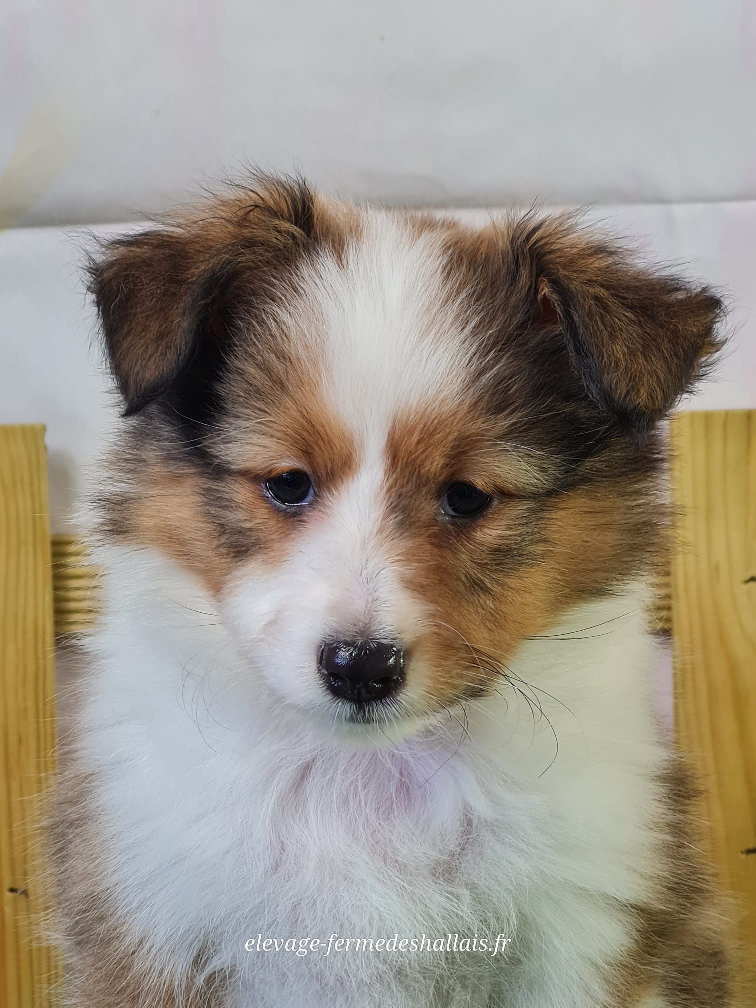 Chiot femelle berger des shetland