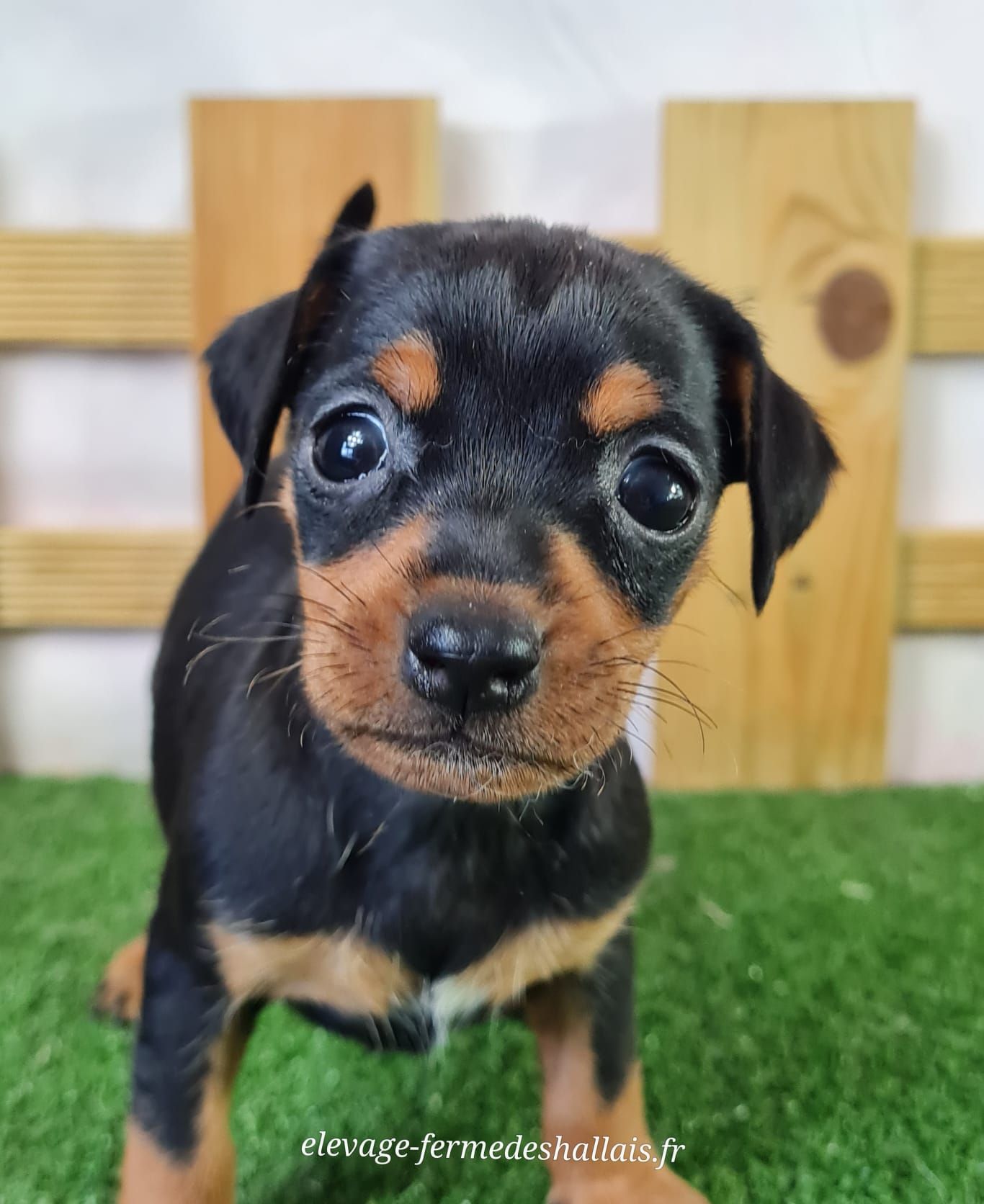 Chiot pinscher femelle