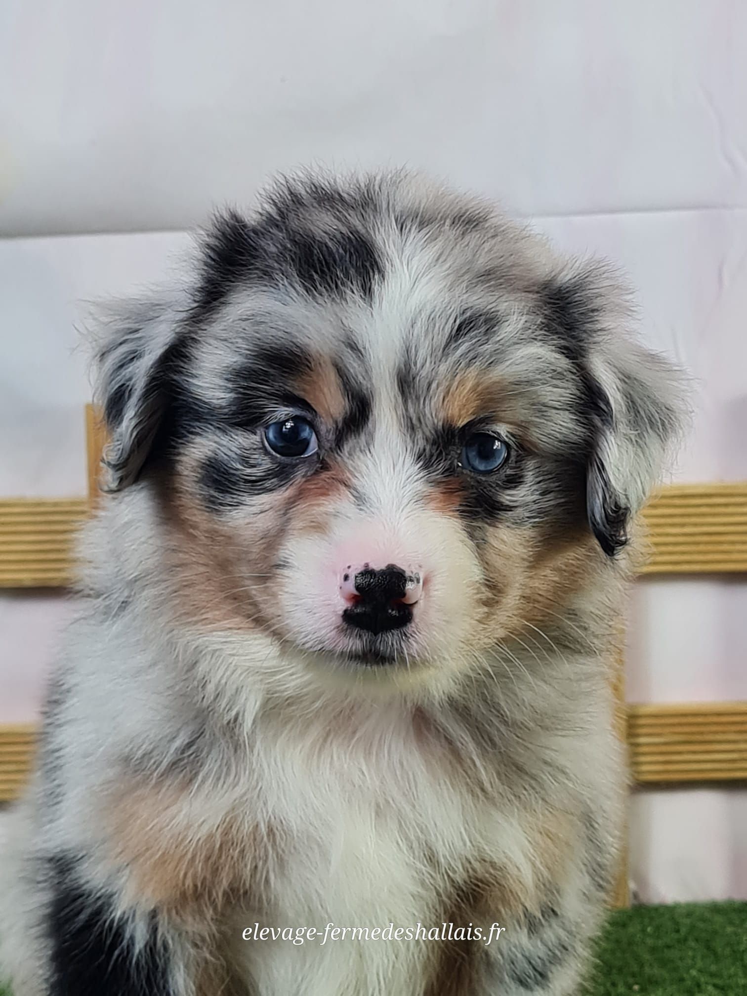 Chiot berger américain miniature femelle