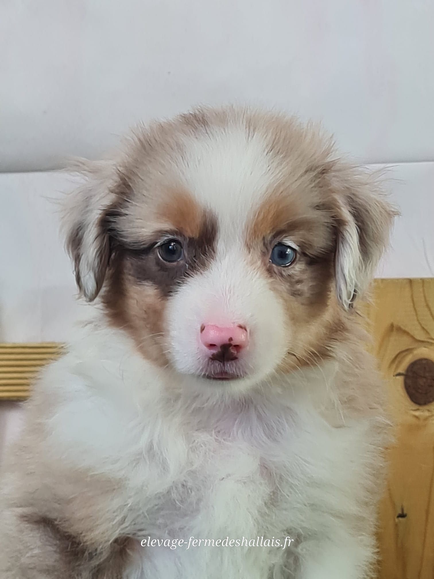 Chiot berger américain miniature rouge merle femelle