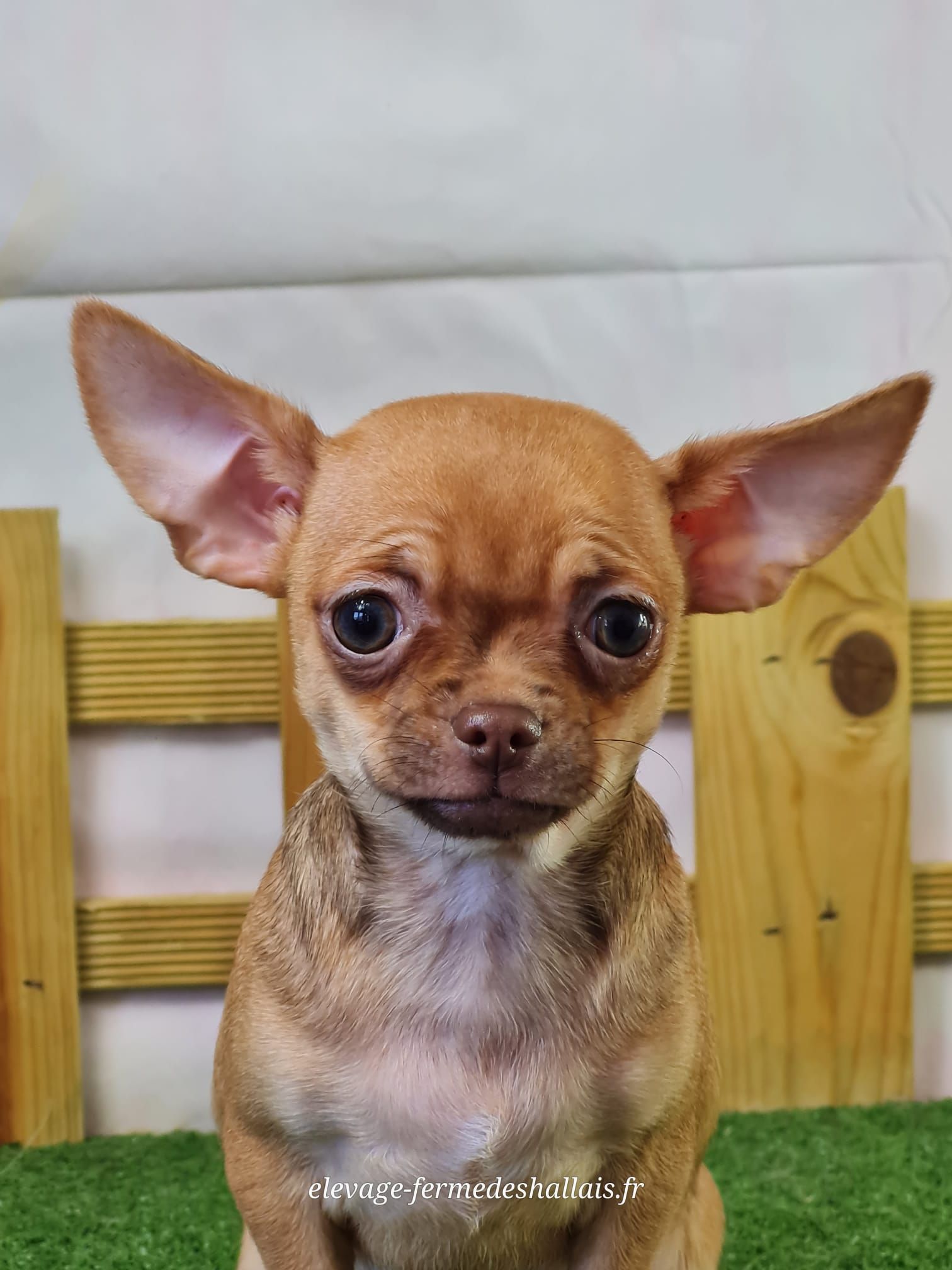Chiot chihuahua femelle
