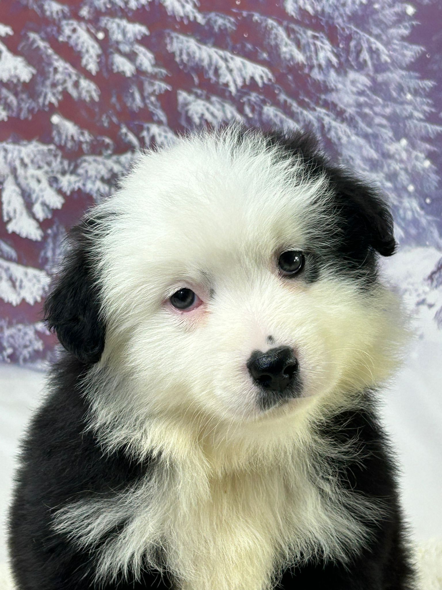 Chiot berger américain miniature femelle noir et blanc