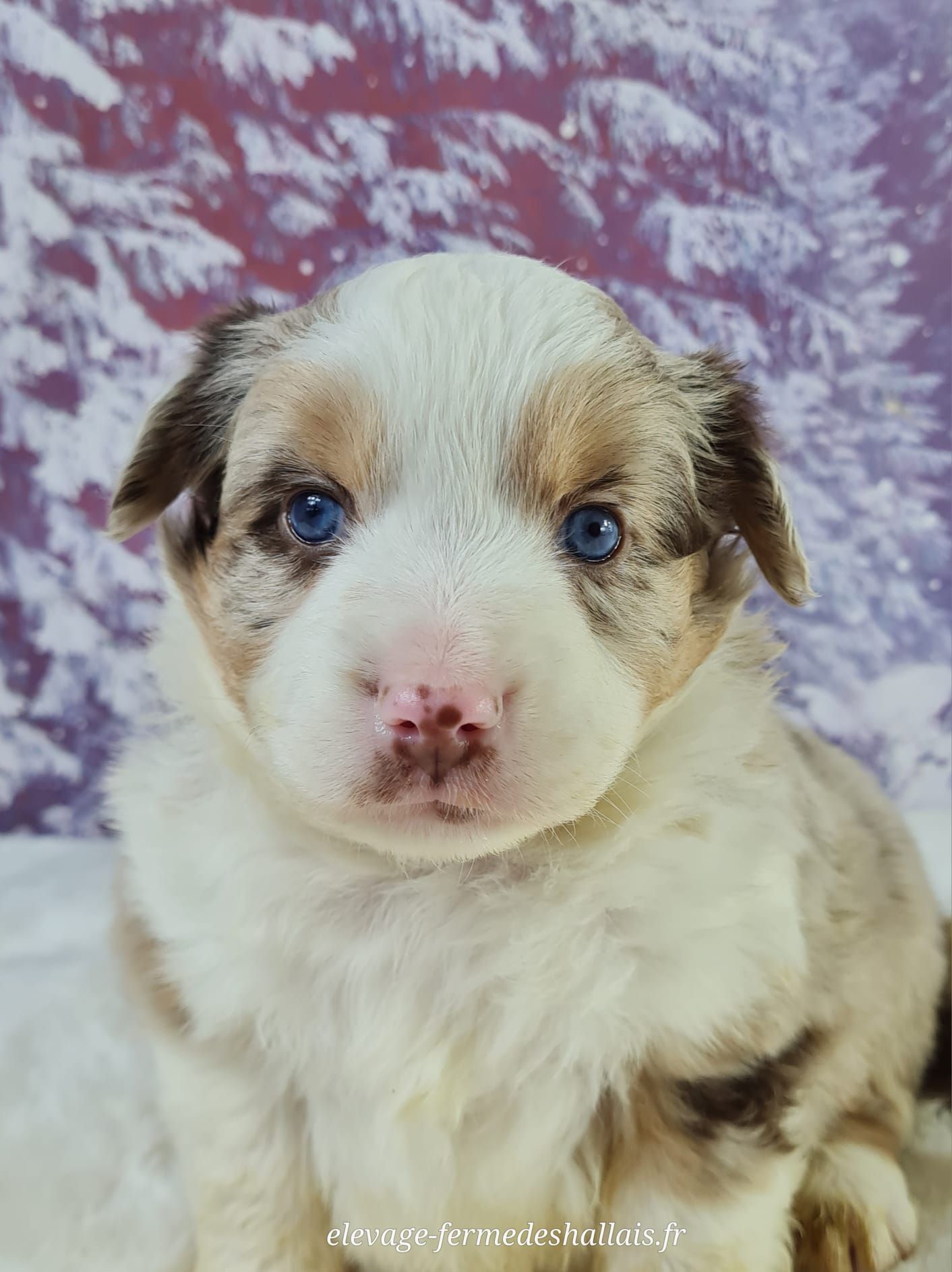 Chiot berger américain miniature femelle rouge merle