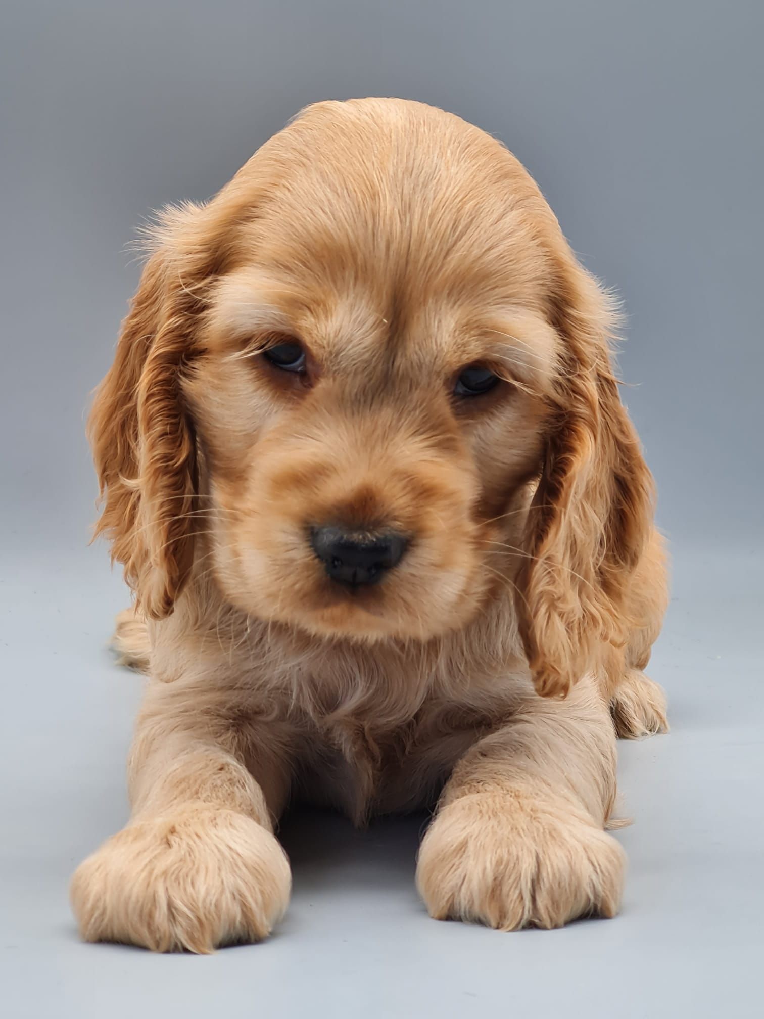 Chiot cocker anglais golden femelle