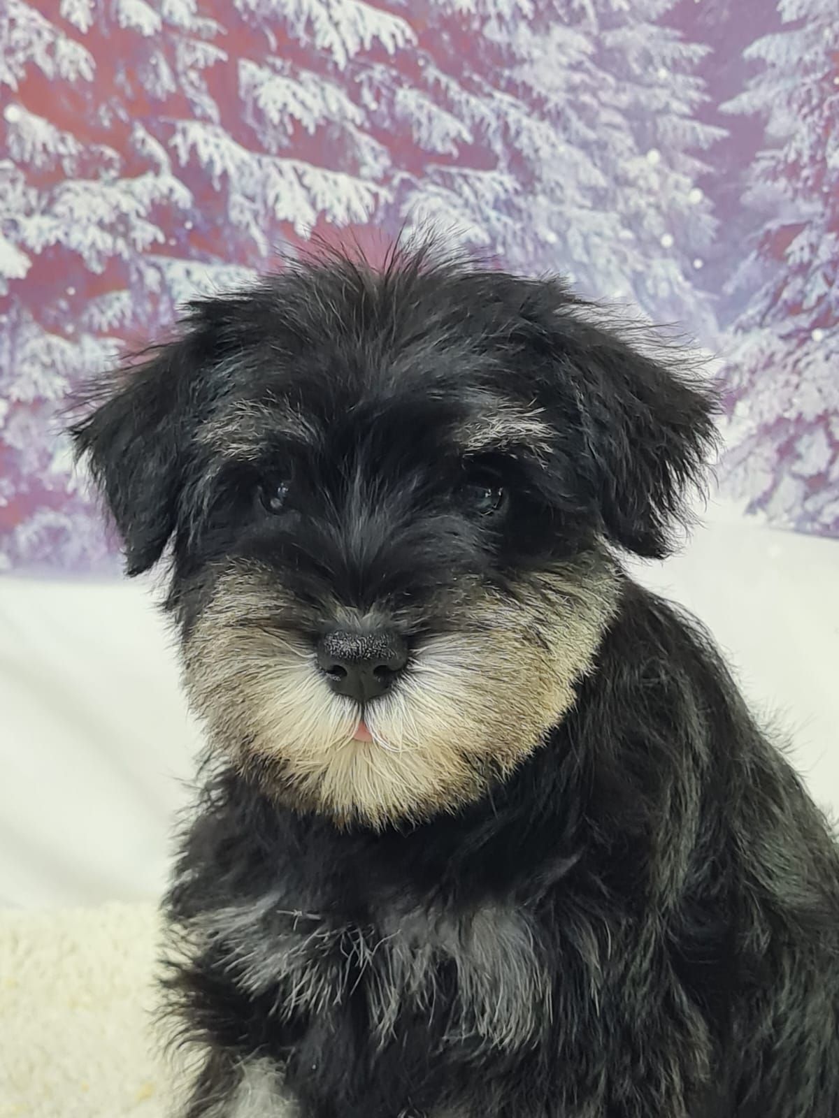 Chiot schnauzer nain femelle noir et argent