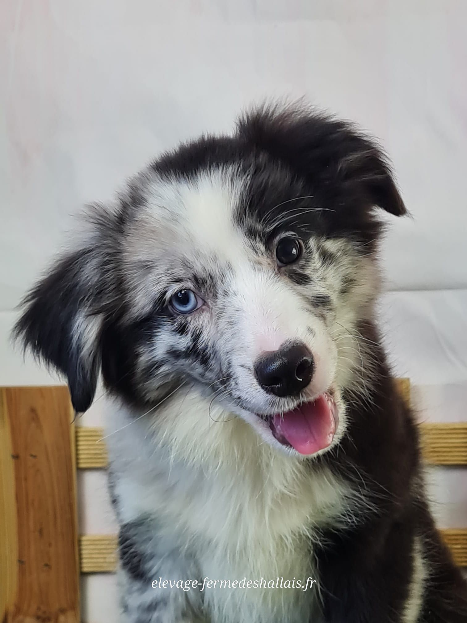 Chiot berger américain femelle