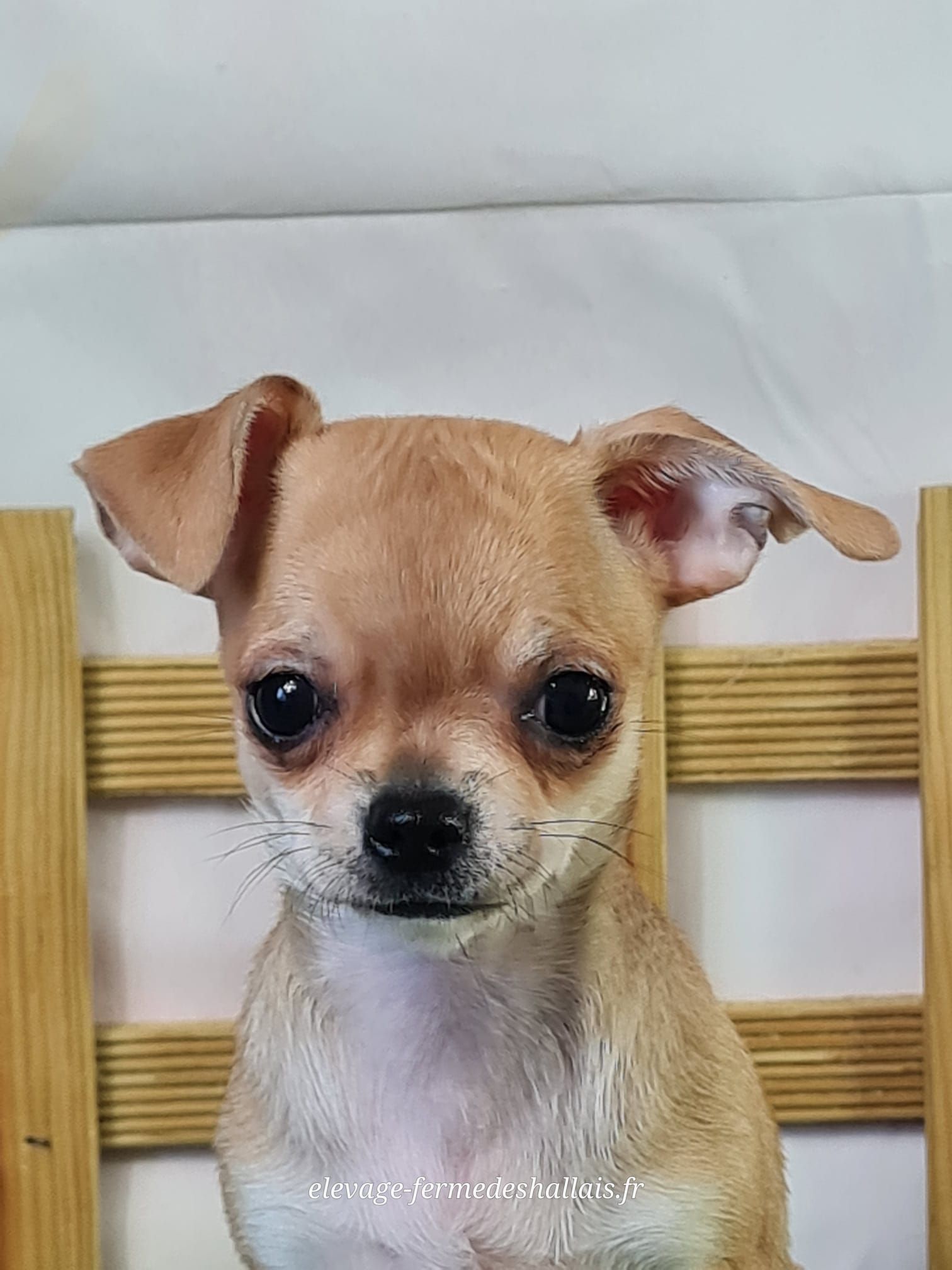 Chiot chihuahua femelle