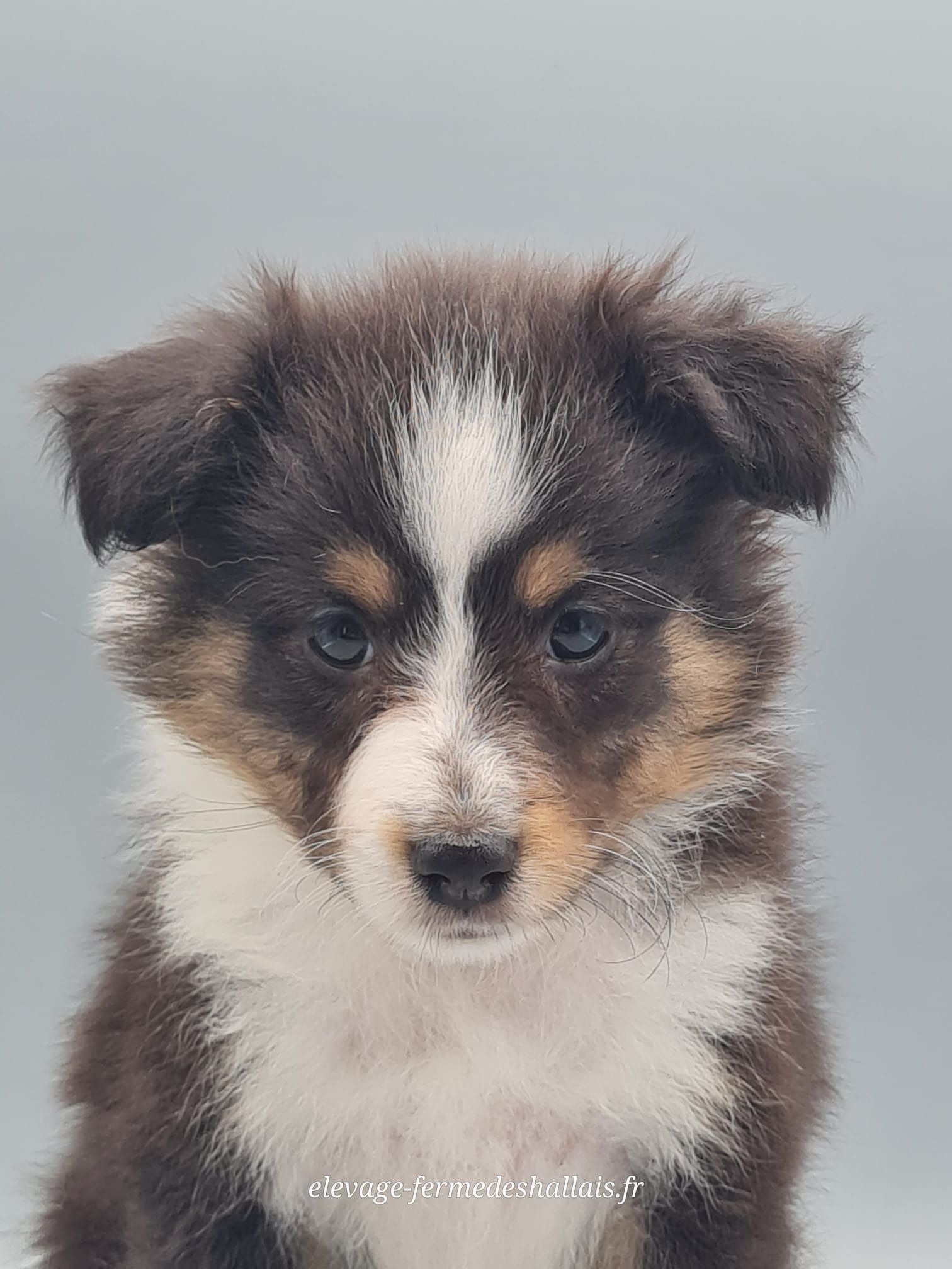 Chiot berger des shetland femelle noir tricolore