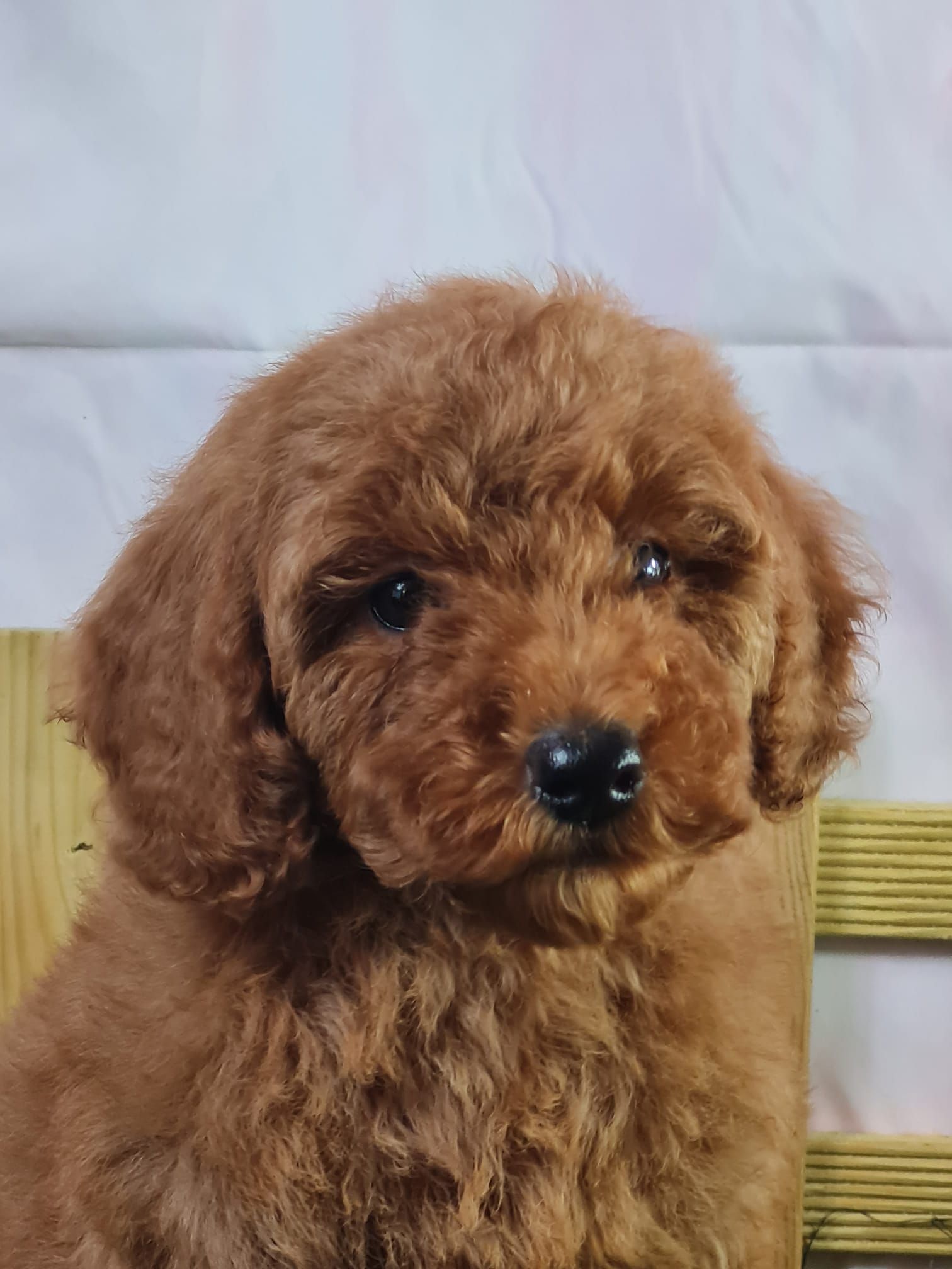 Chiot caniche nain de couleur abricot.