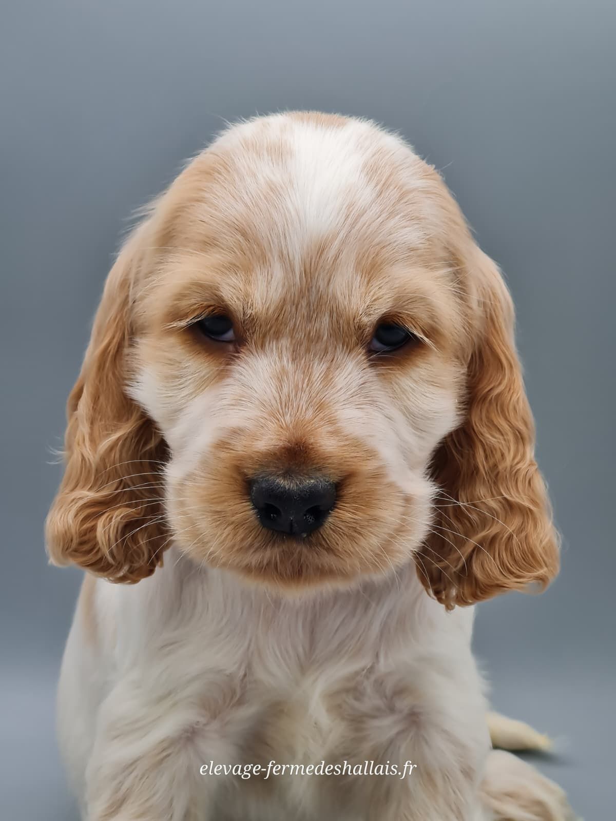 Chiot cocker spaniel anglais femelle