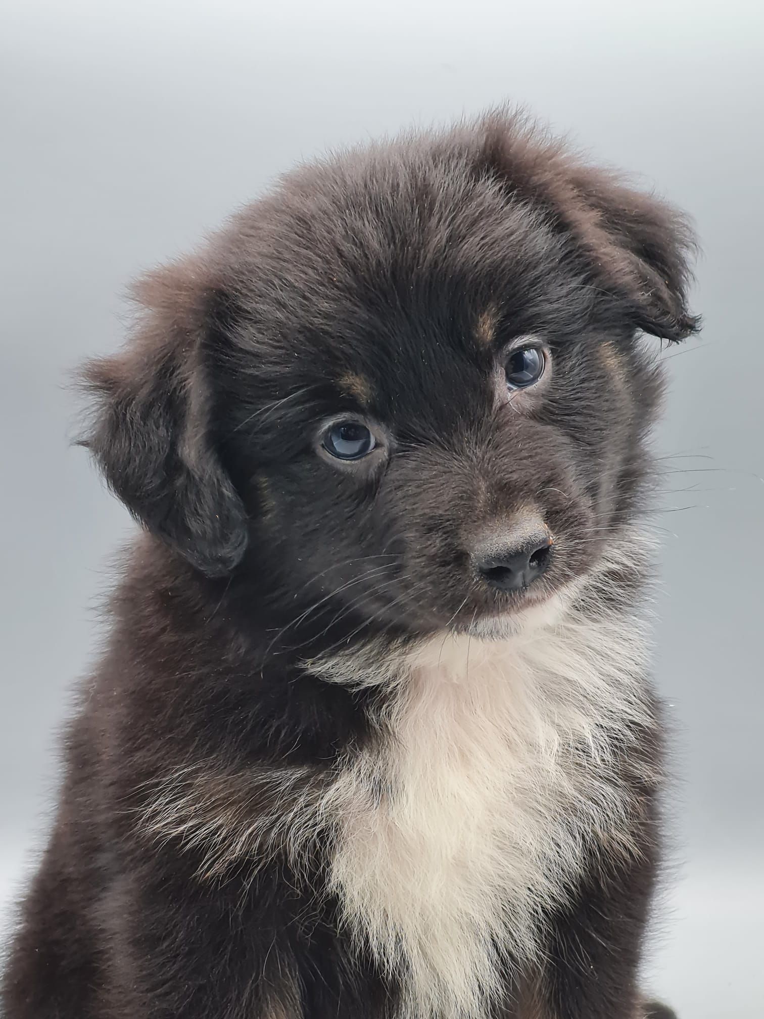 Chiot berger américain femelle