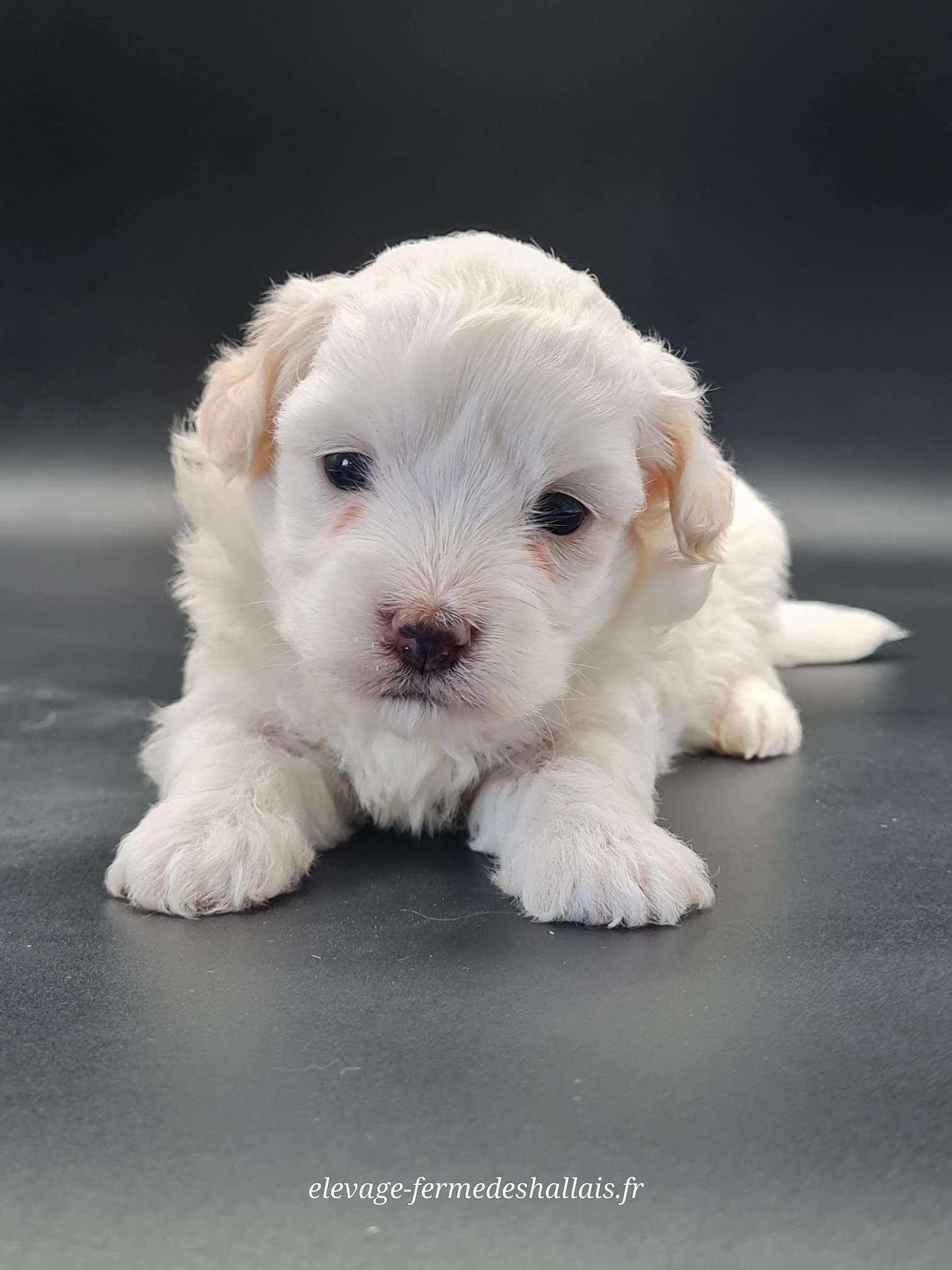 Chiot coton de tuléar femelle