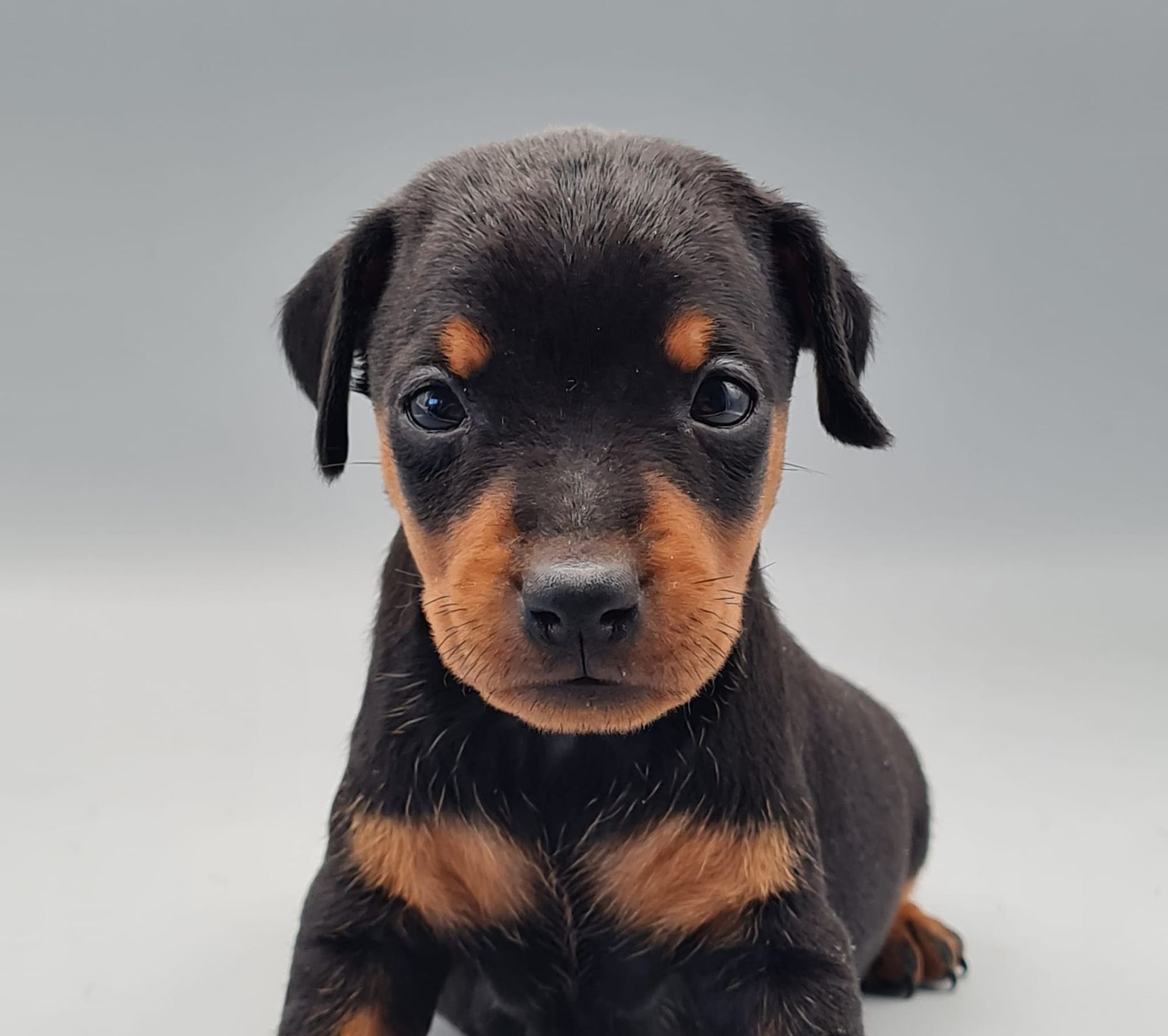 Chiot pinscher nain femelle noir et feu
