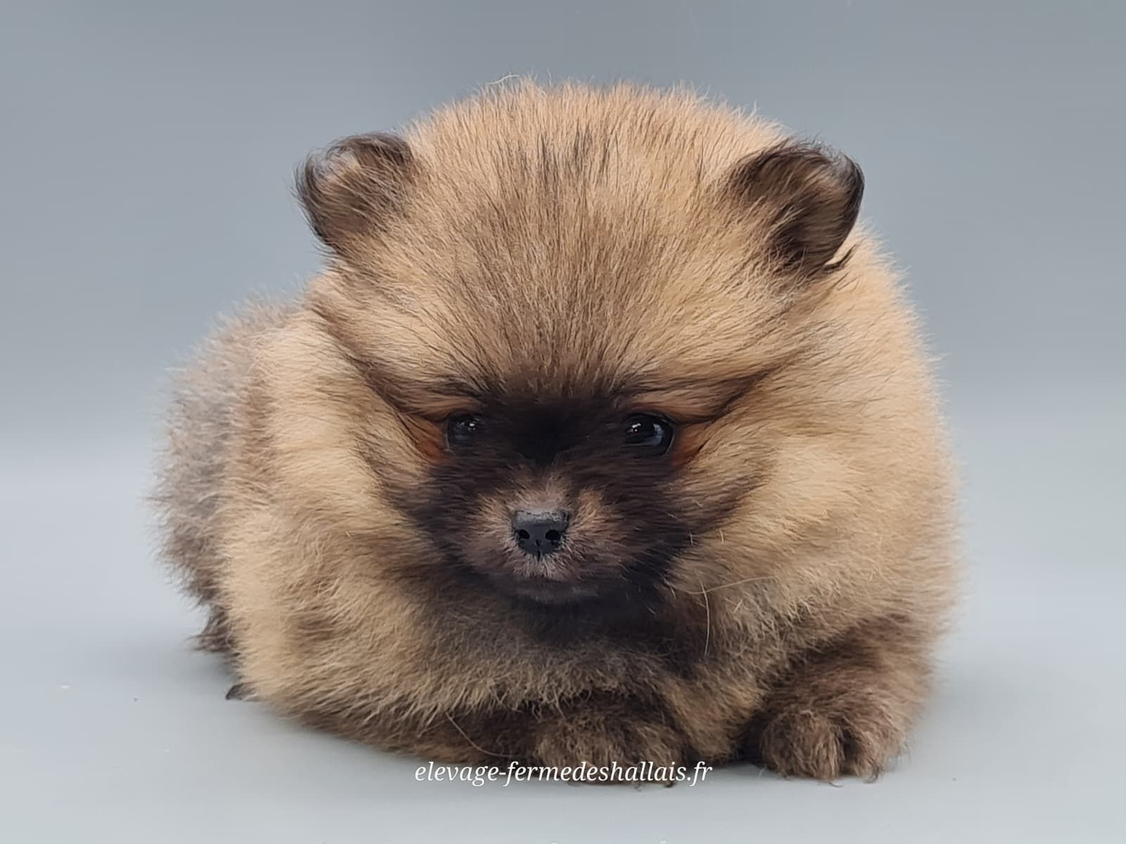 Chiot spitz allemand nain femelle