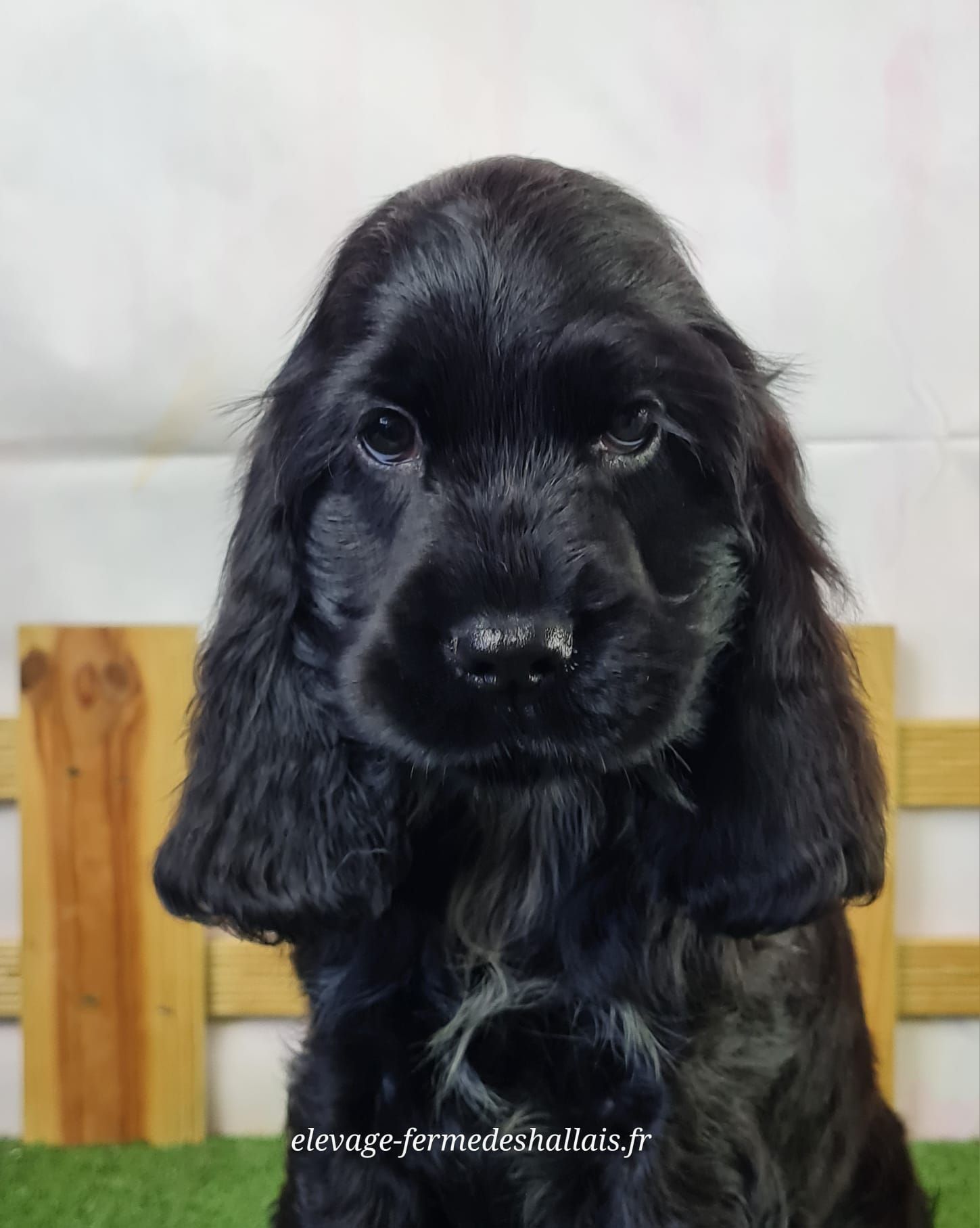 Chiot cocker femelle noir