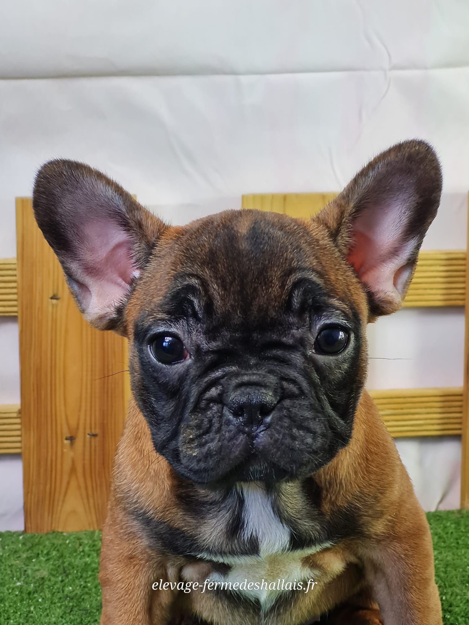 Chiot bouledogue français femelle fauve