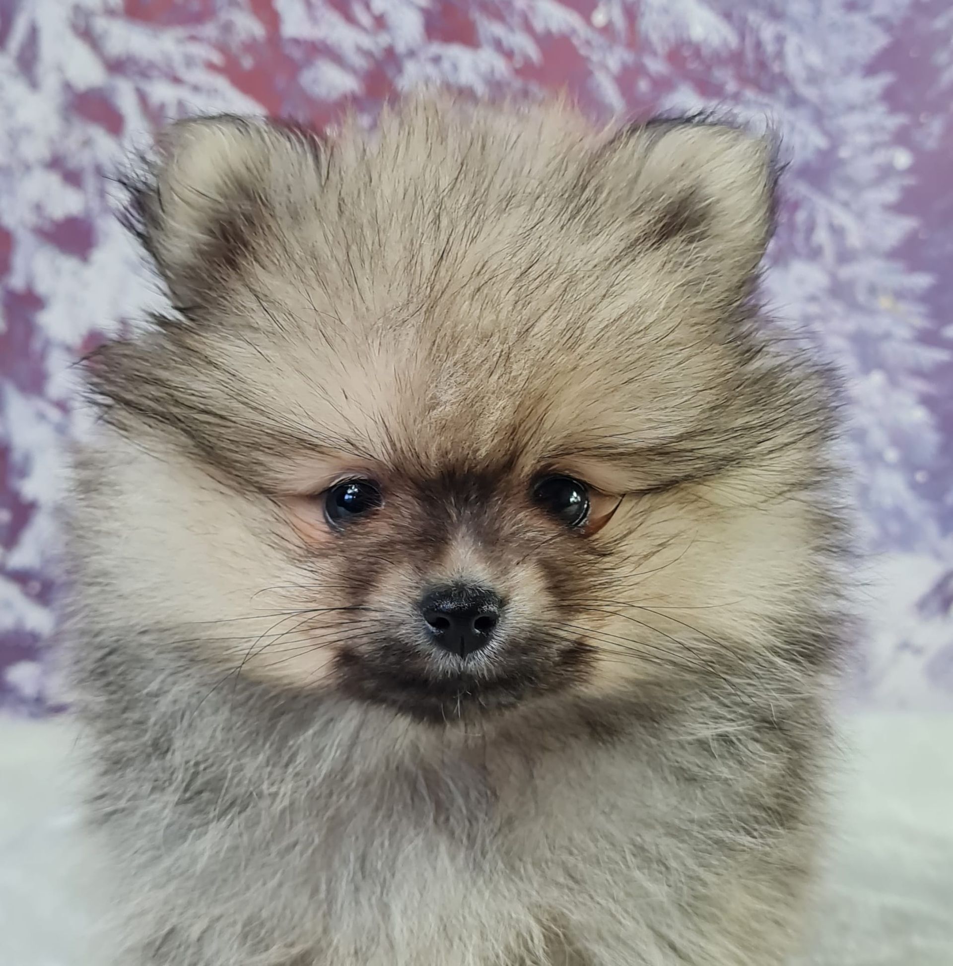 Chiot spitz allemand nain femelle