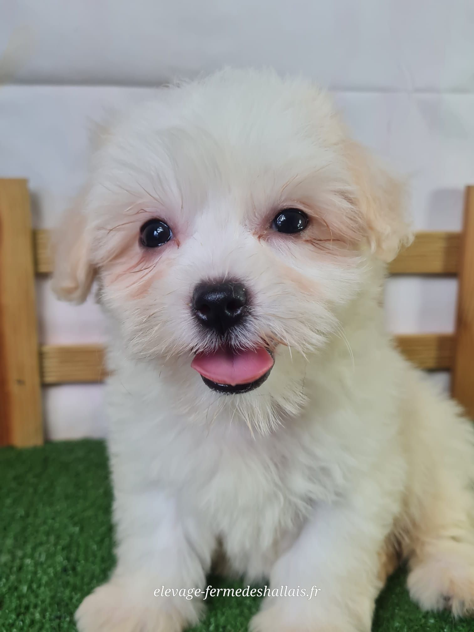 Chiot femelle coton de tuléar