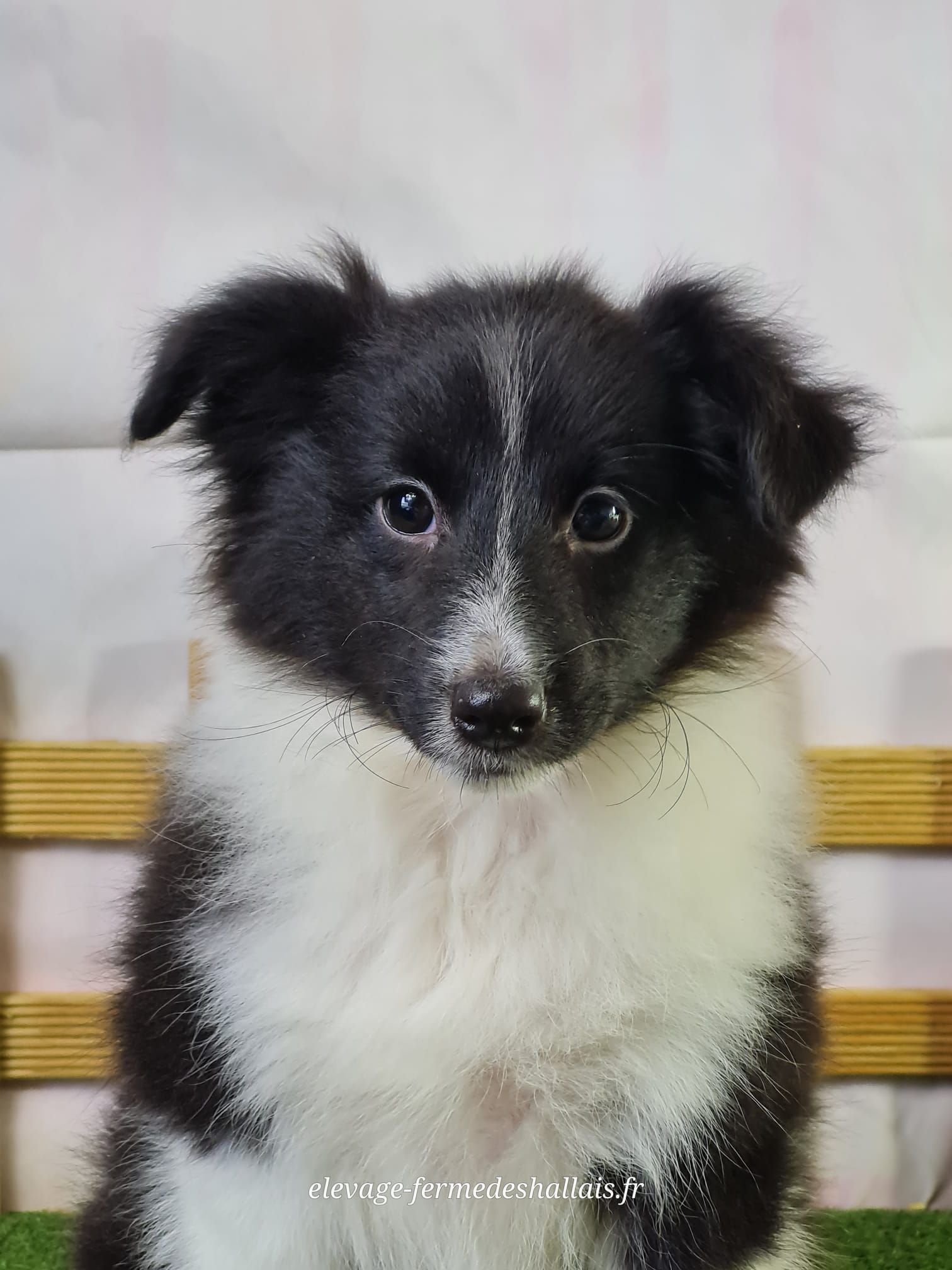 Chiot femelle berger des shetland