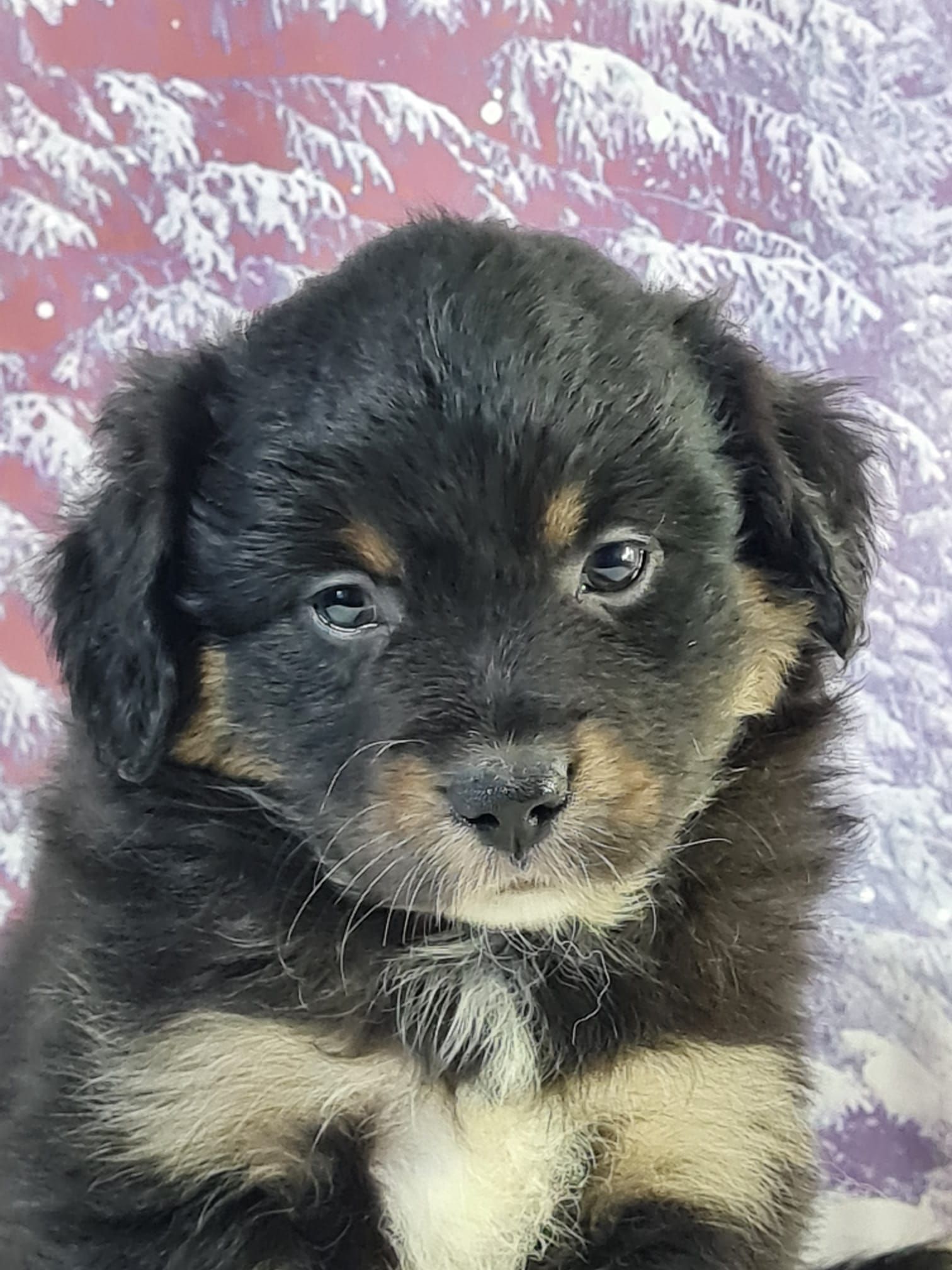 Chiot berger américain femelle noir tricolore