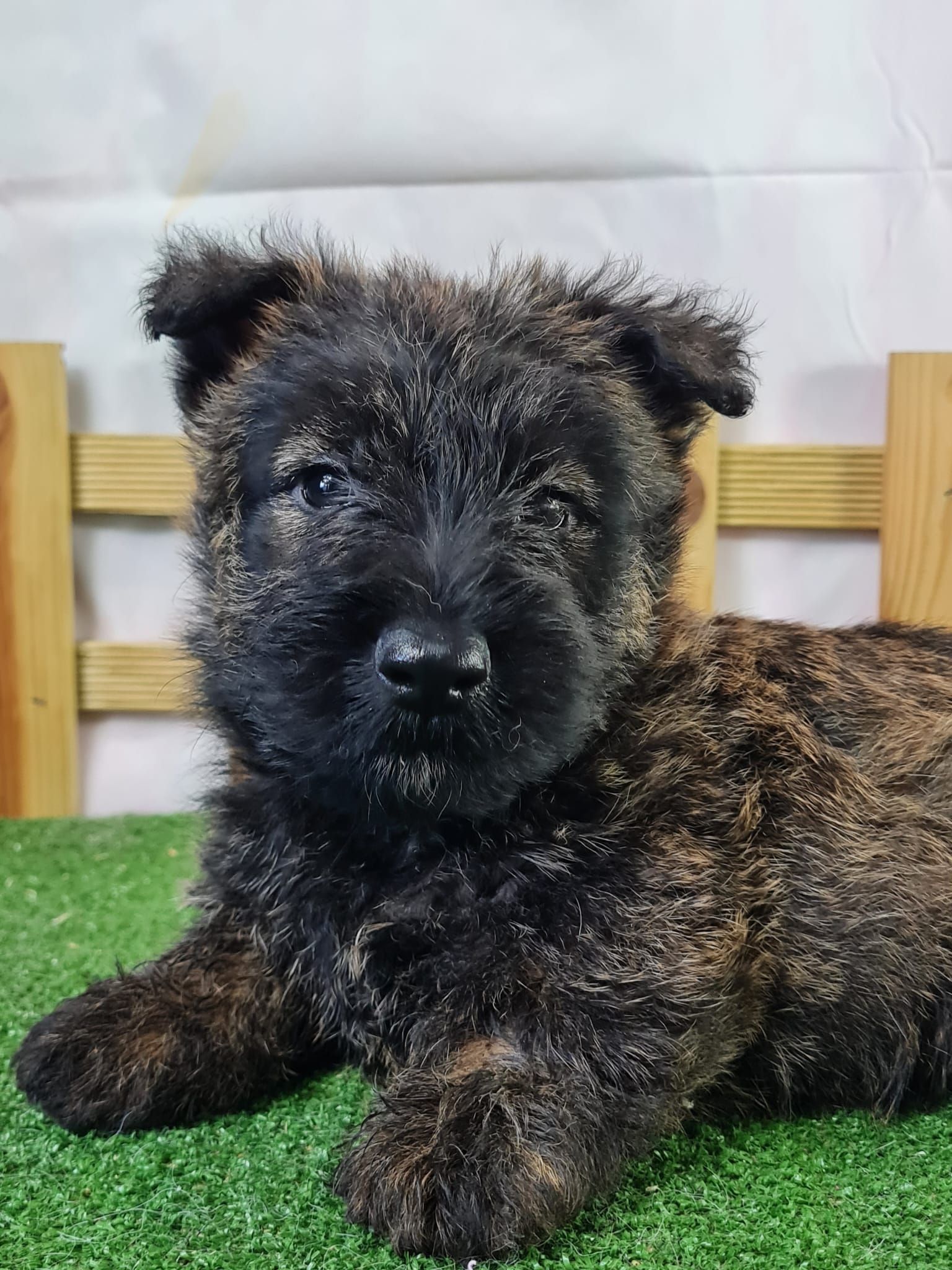 Chiot scottish terrier femelle bringé