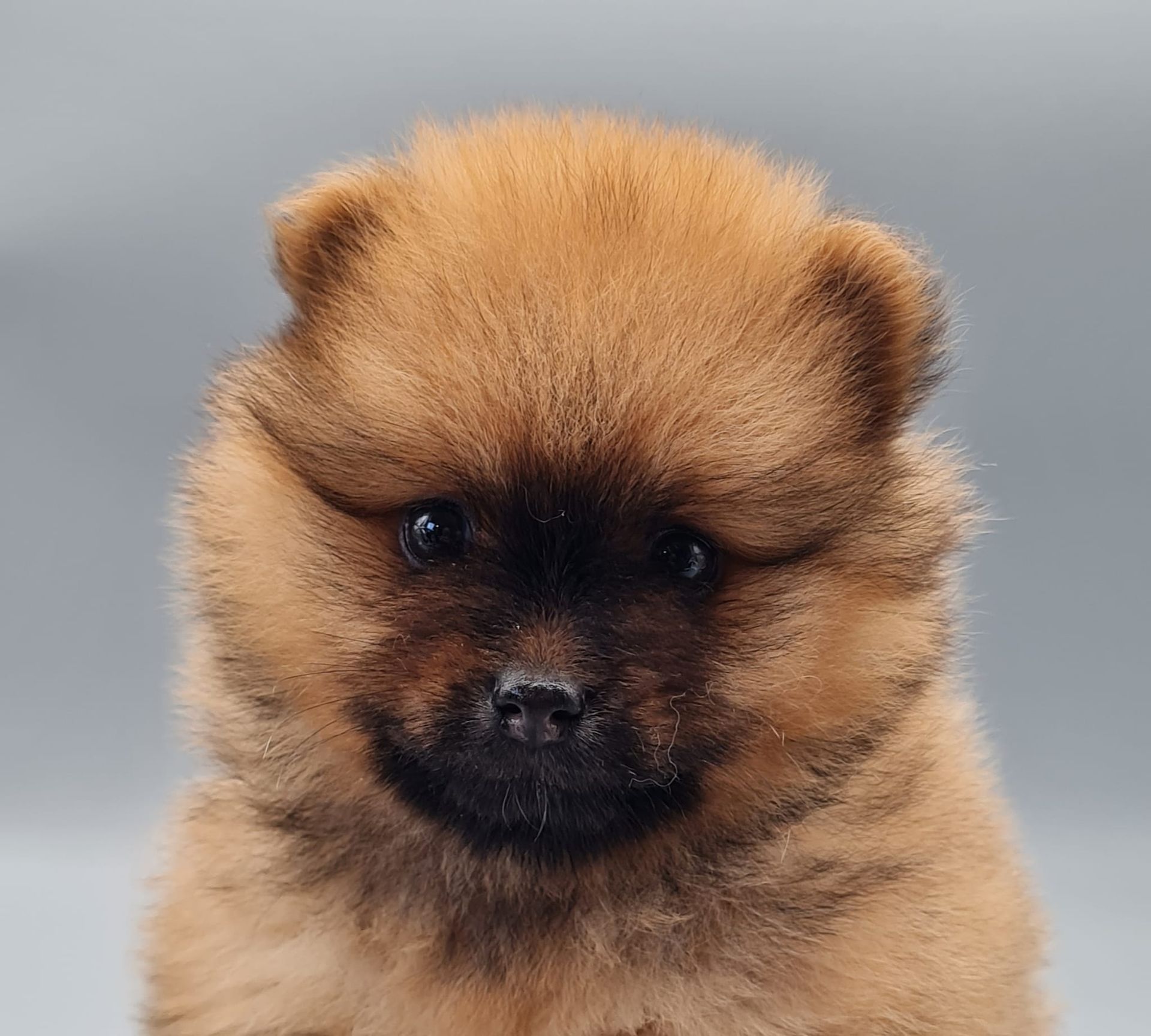 Chiot spitz nain femelle