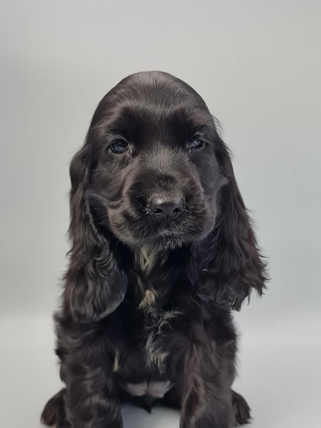 Chiot cocker anglais femelle noir