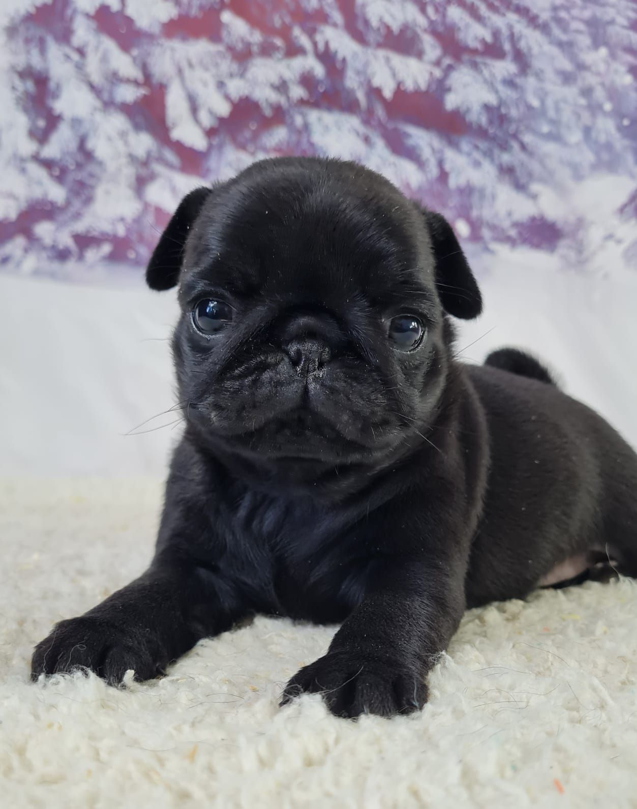 Chiot carlin mâle noir