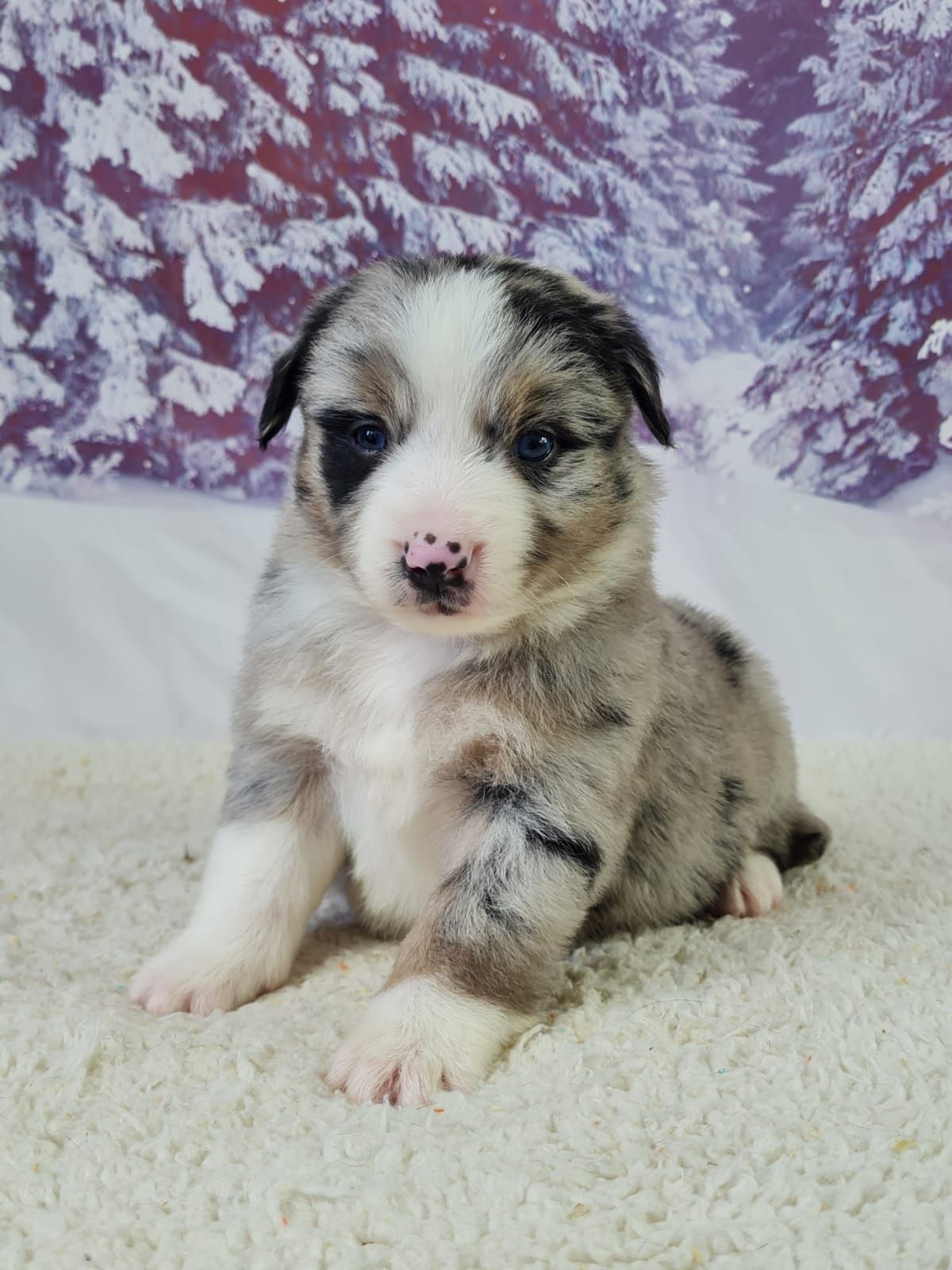 Chiot berger américain miniature femelle bleu merle aux yeux bleu