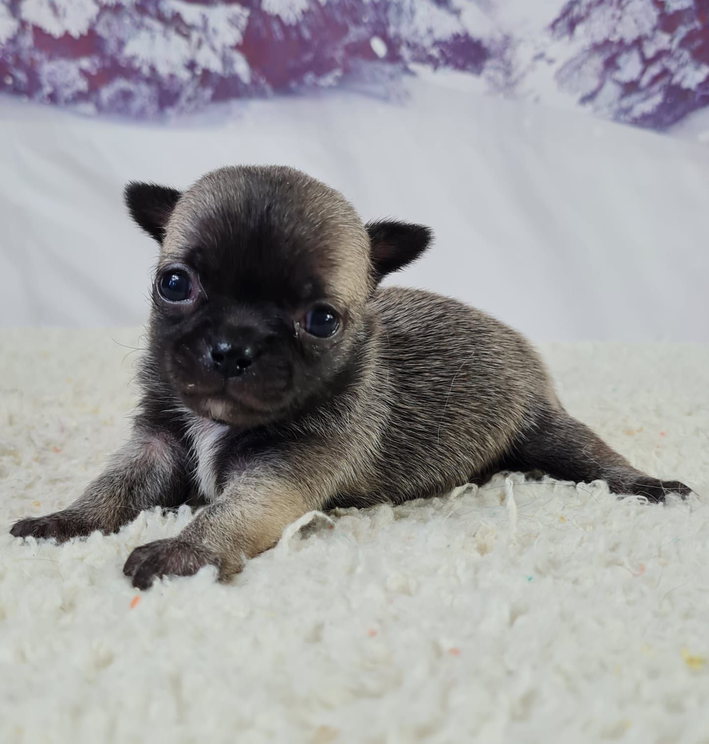 Chiot chihuahua femelle