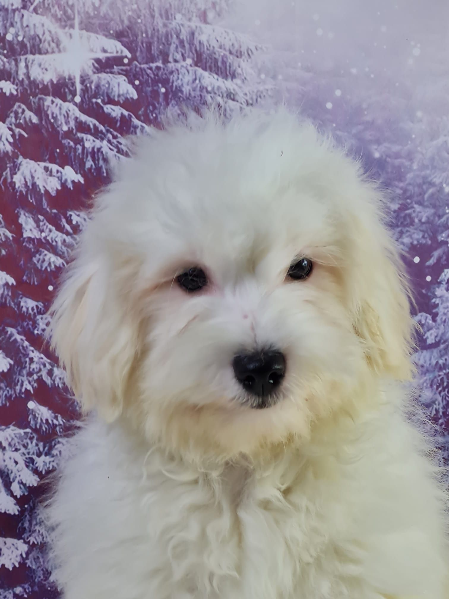 Portrait d'un jack russell