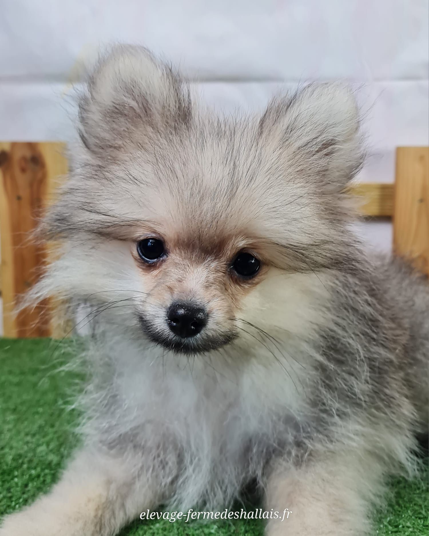 Chiot spitz allemand nain femelle