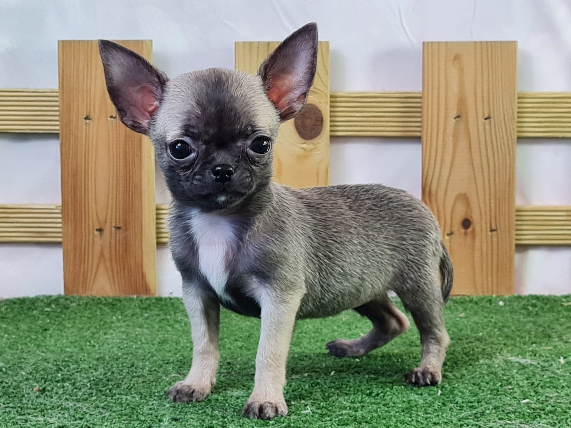 Chiot chihuahua femelle